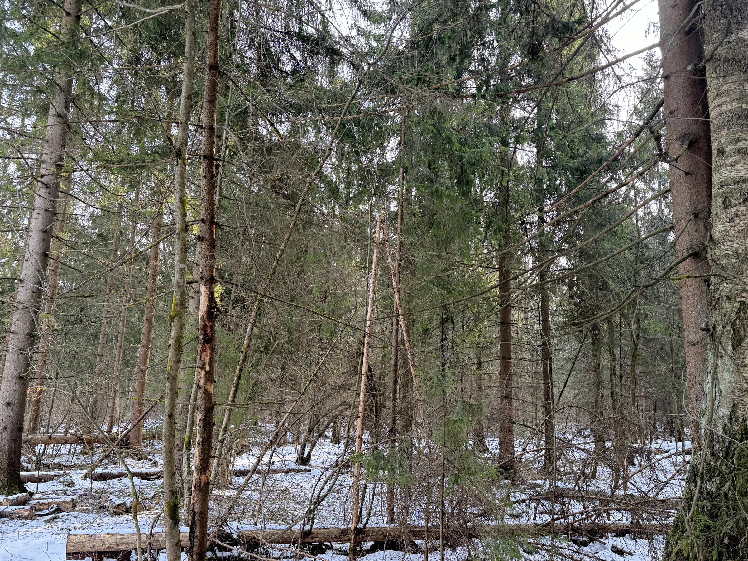 Резной терем в лесу, фото 24