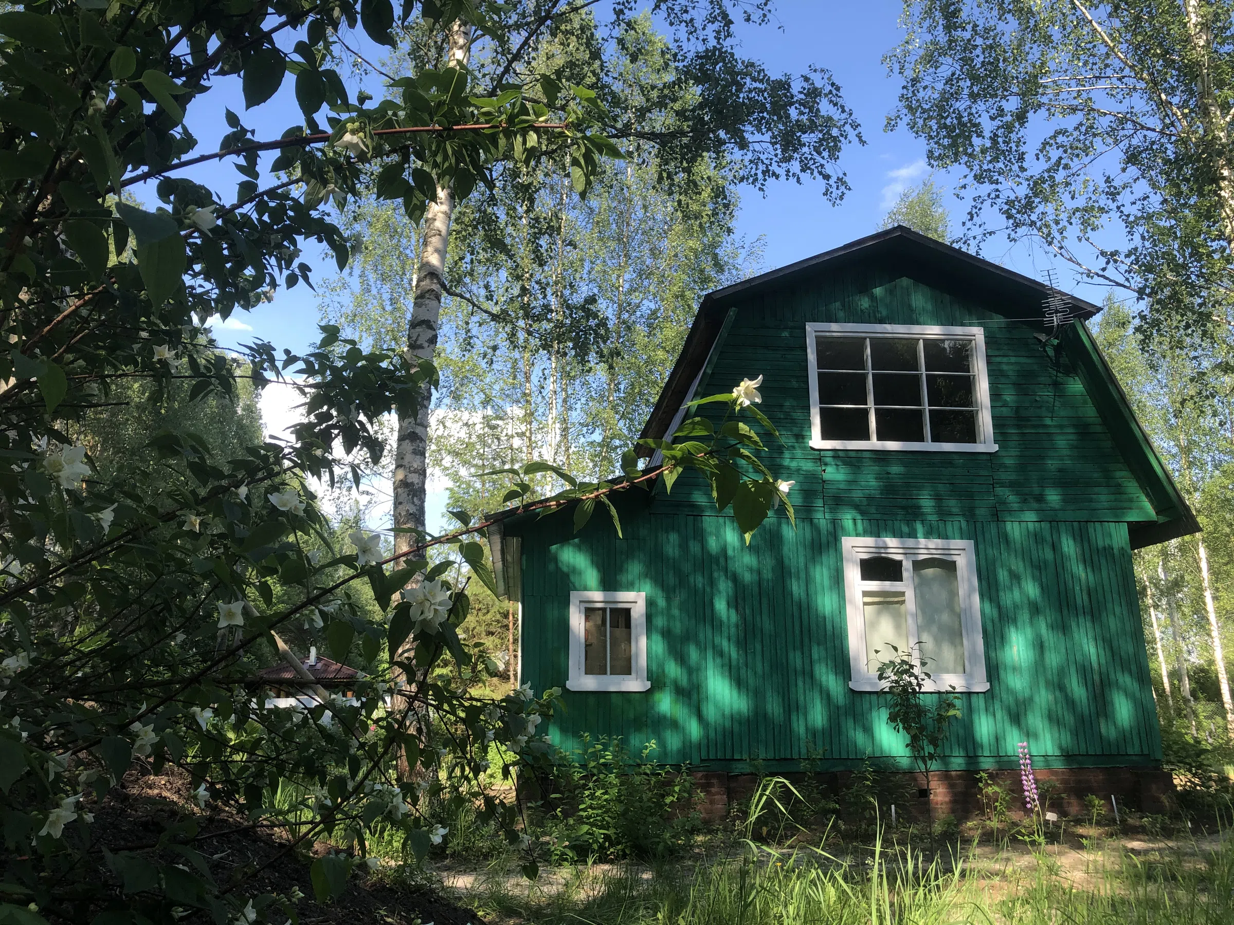 Зеленая дача в лесу, фото 19