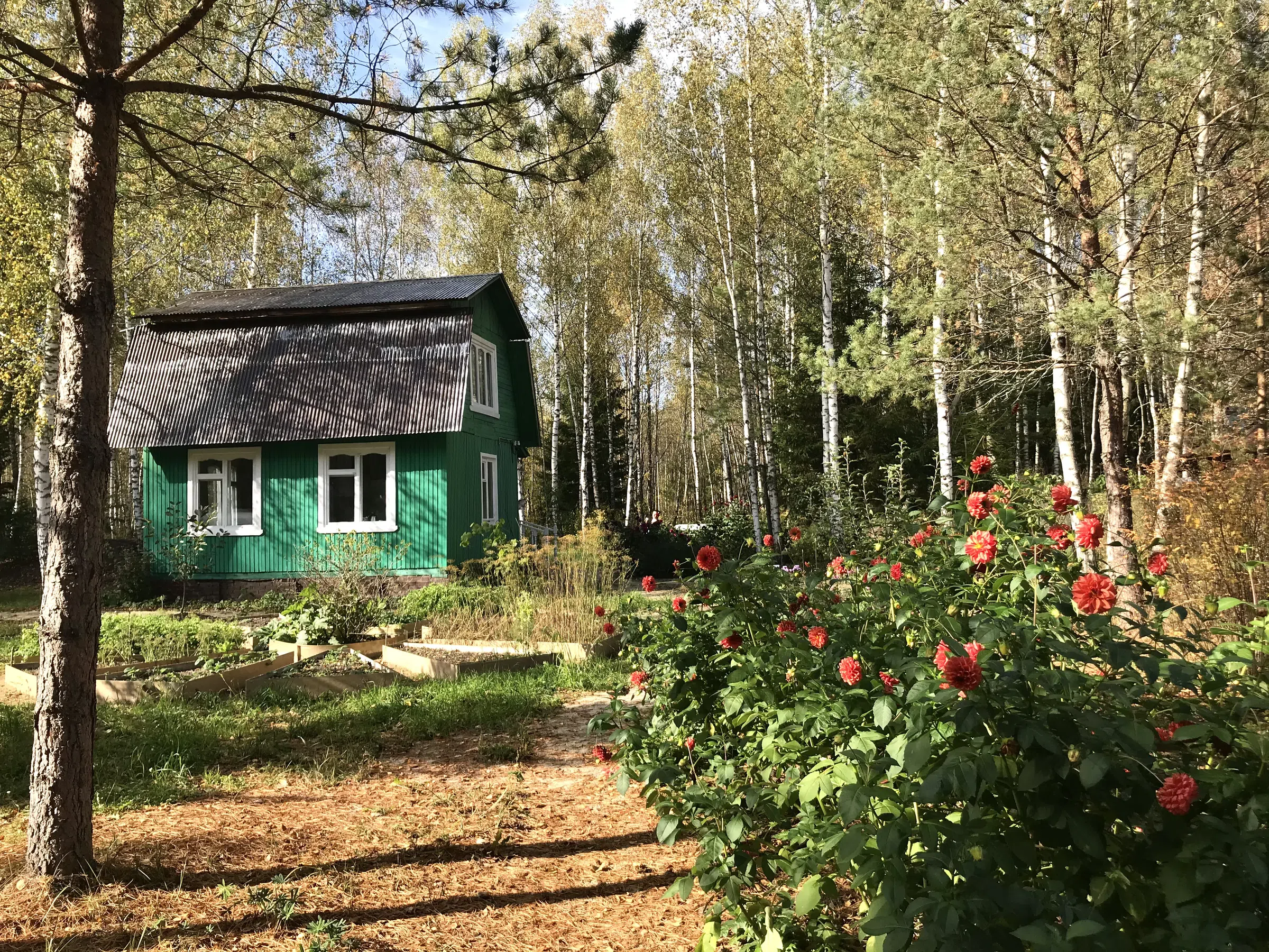 Зеленая дача в лесу, фото 7
