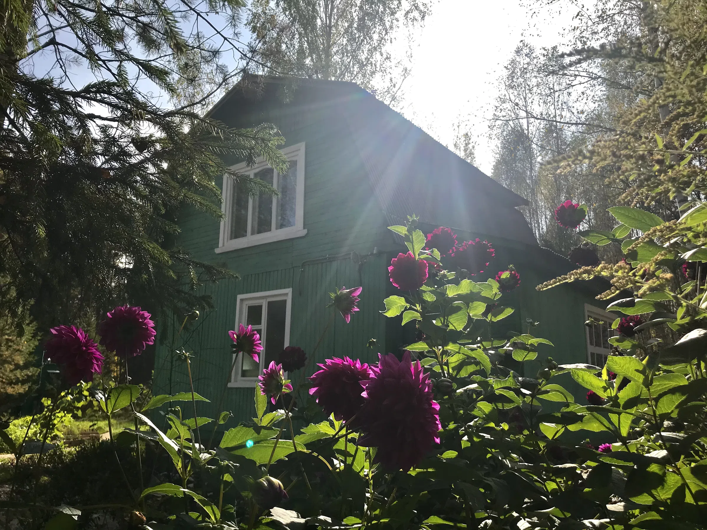 Зеленая дача в лесу, фото 5