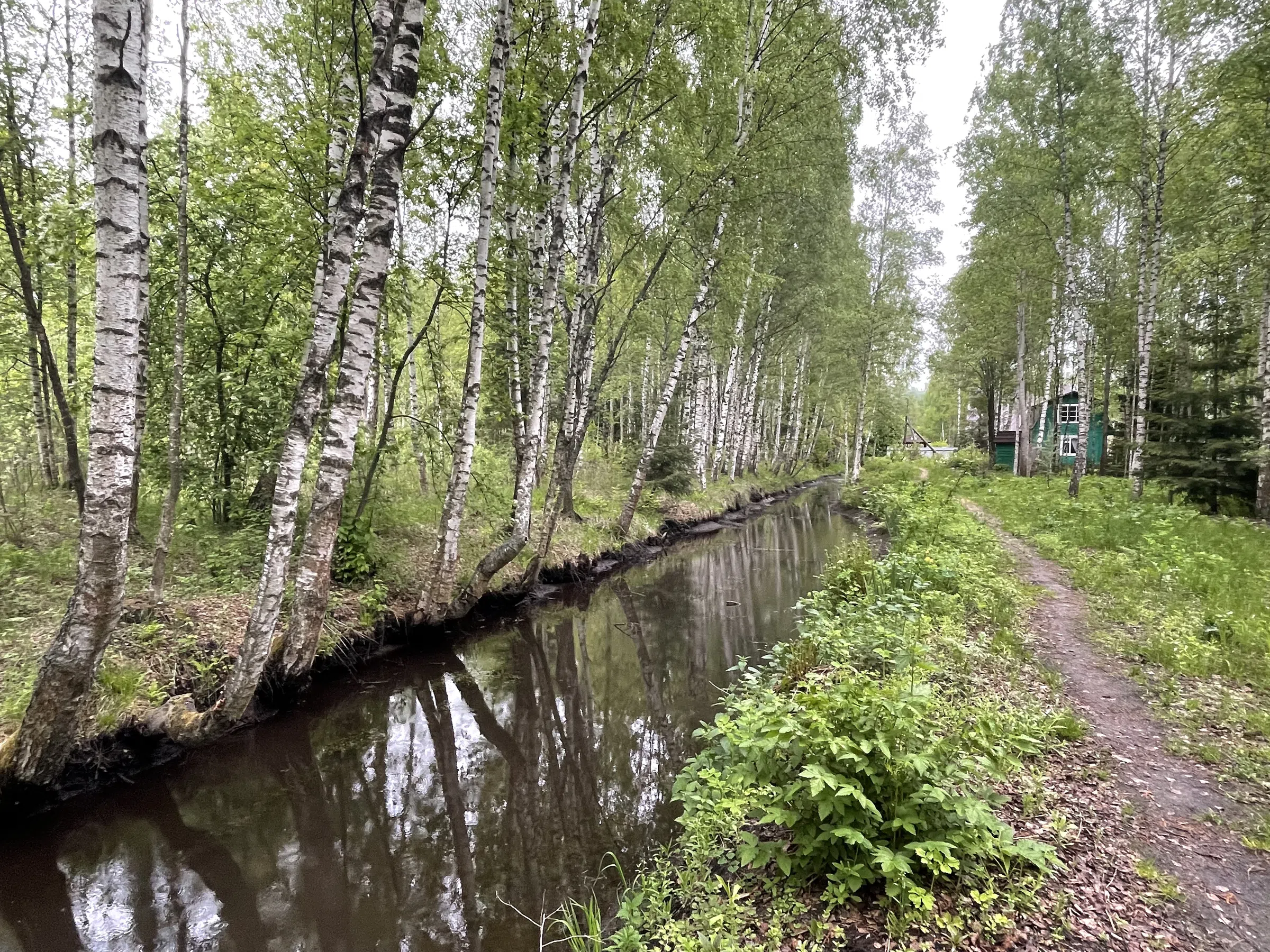 Зеленая дача в лесу, фото 14