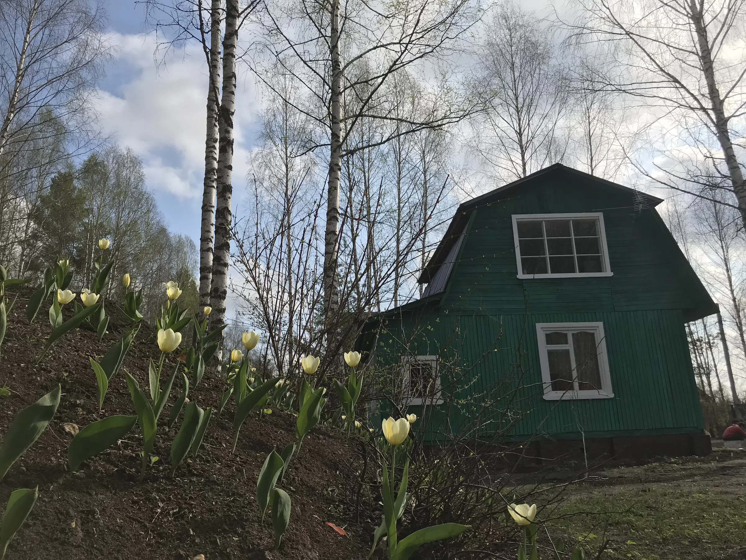 Зеленая дача в лесу, фото 11