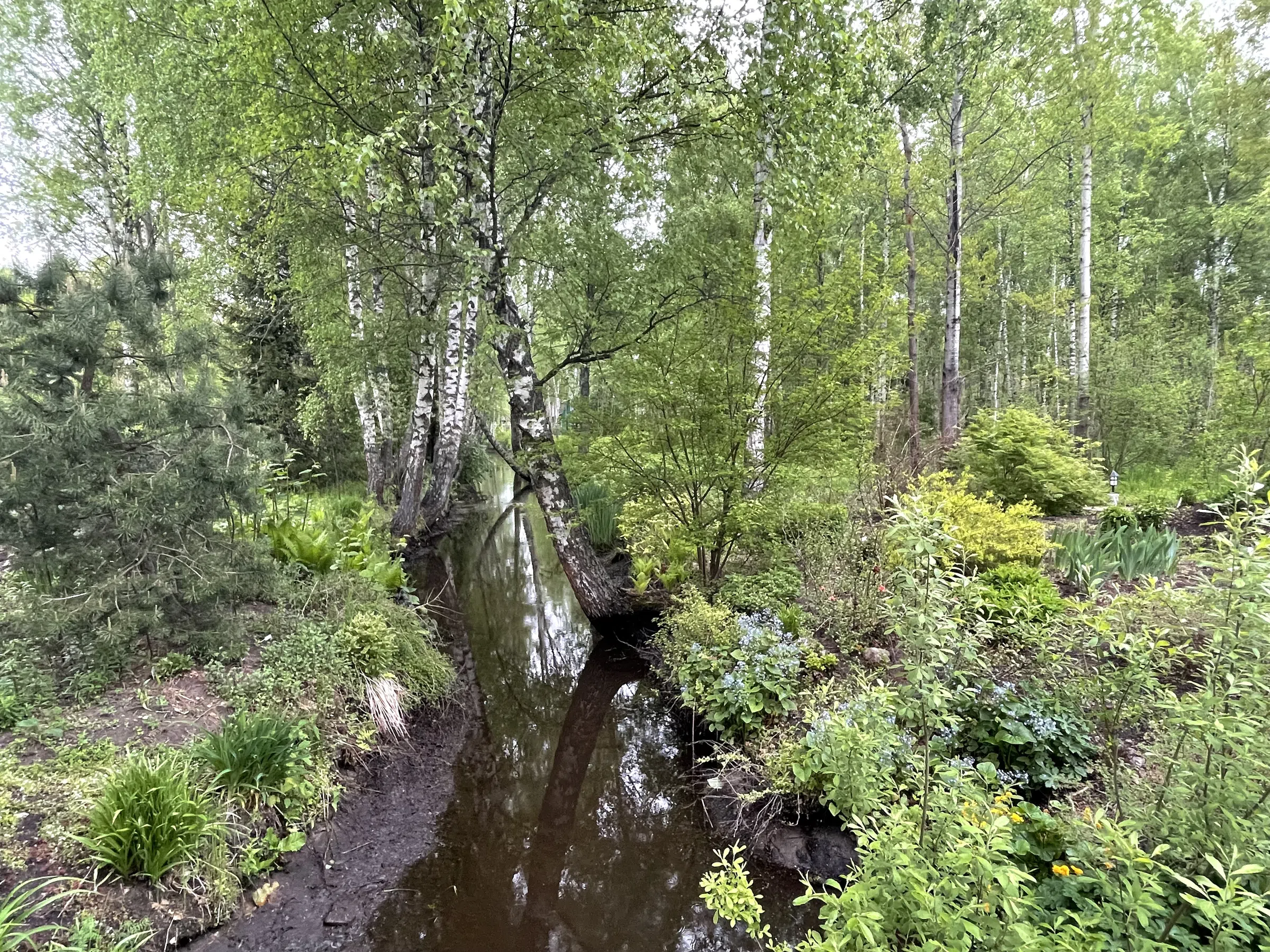Зеленая дача в лесу, фото 13