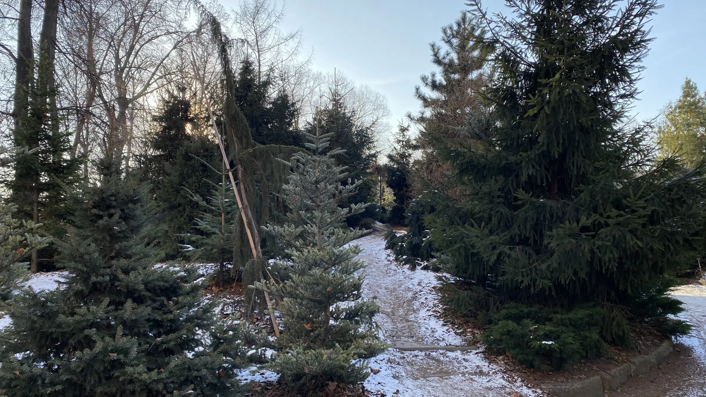 Зимний парк с хвойными, фото 18