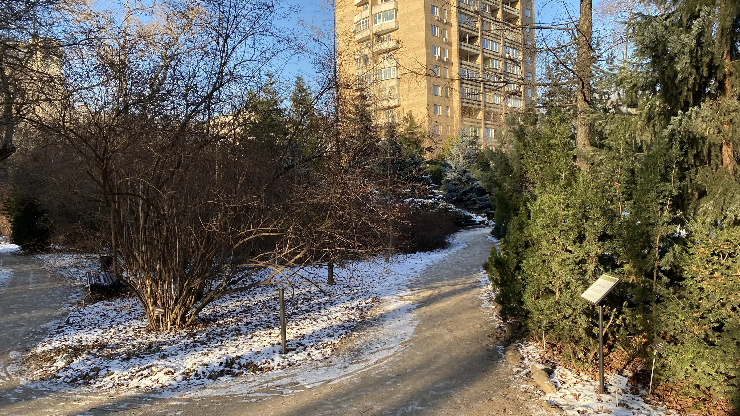 Зимний парк с хвойными, фото 6