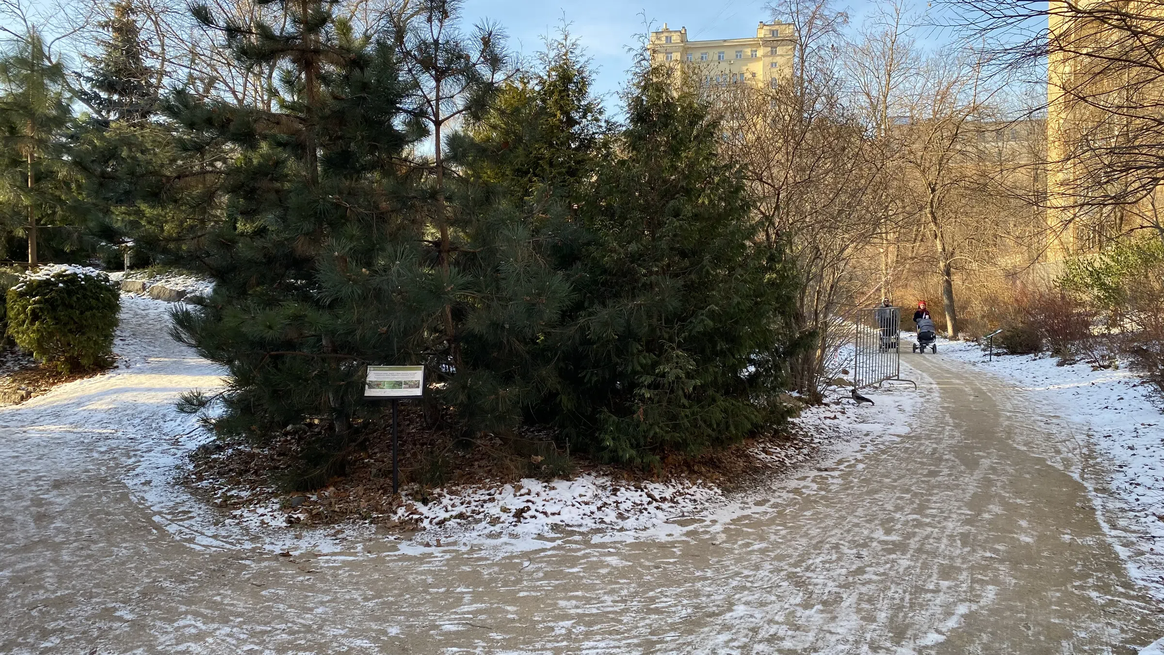 Зимний парк с хвойными, фото 20