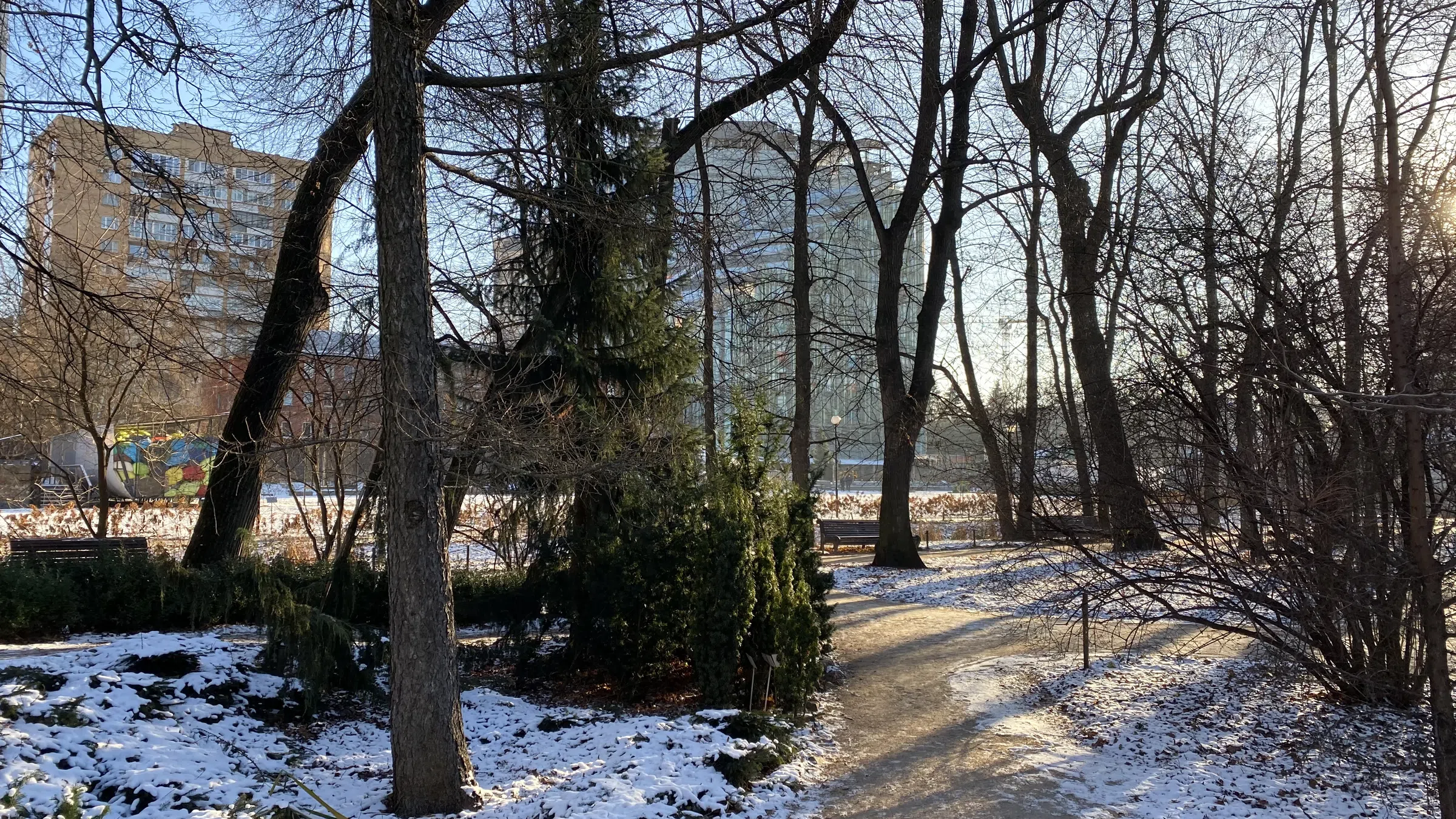 Зимний парк с хвойными, фото 8