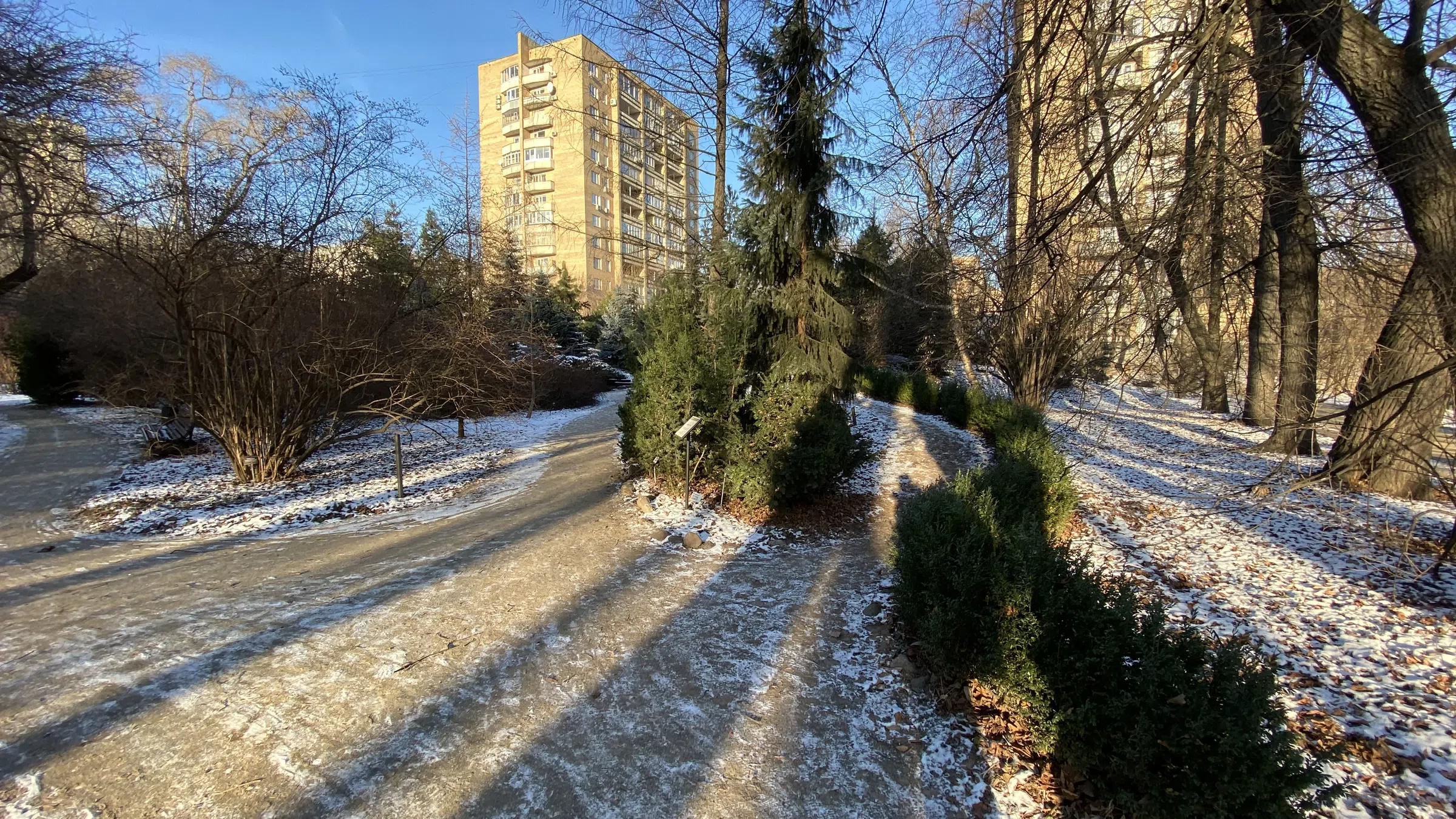 Зимний парк с хвойными, фото 4