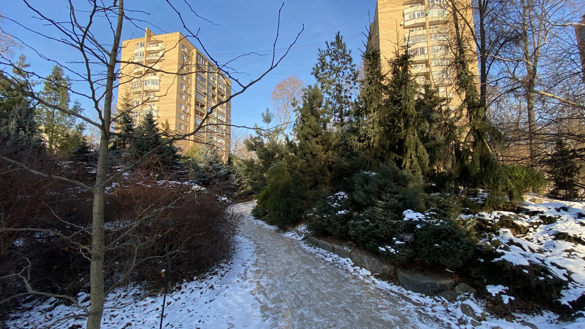 Зимний парк с хвойными, фото 7