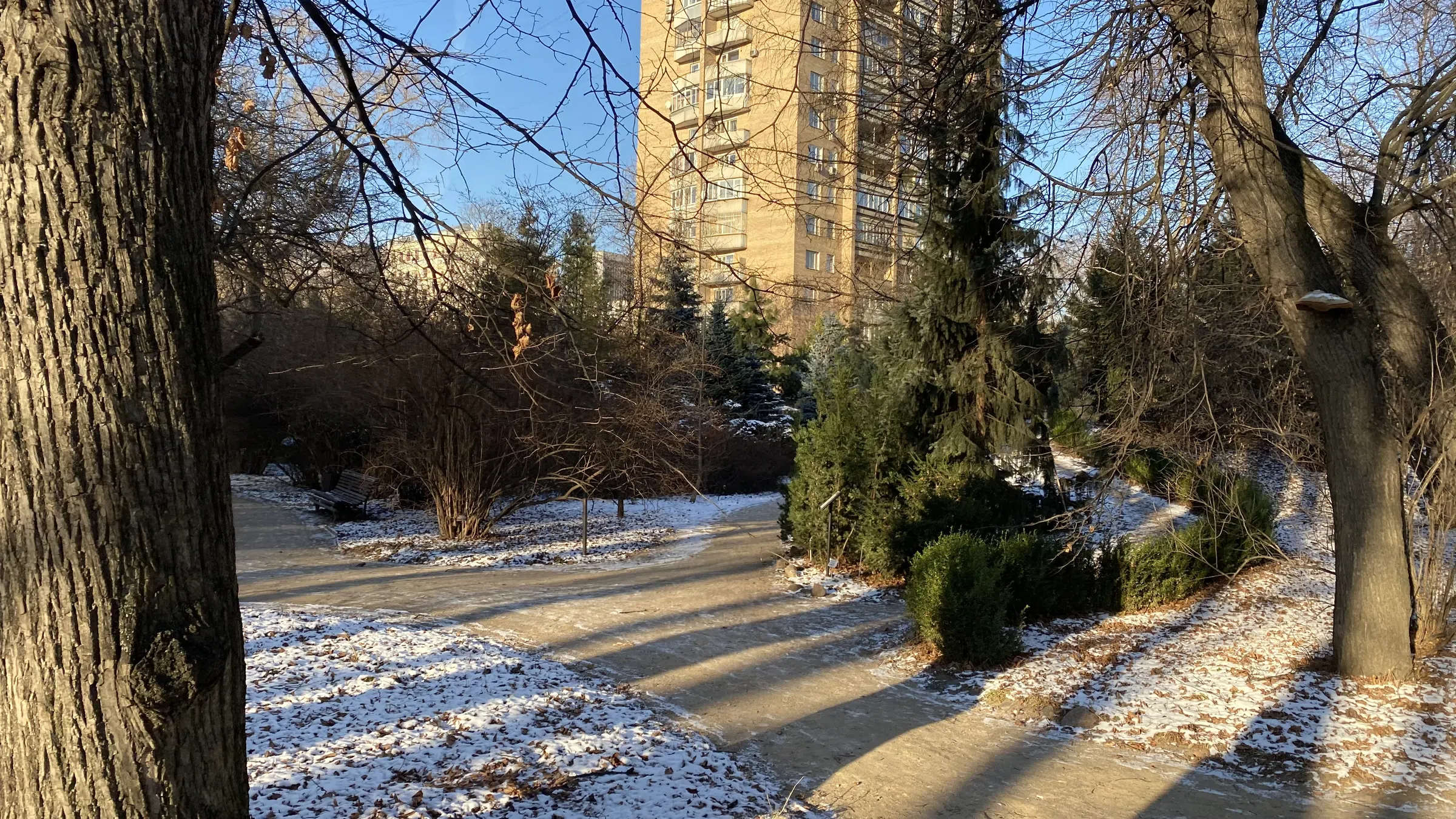 Зимний парк с хвойными, фото 2