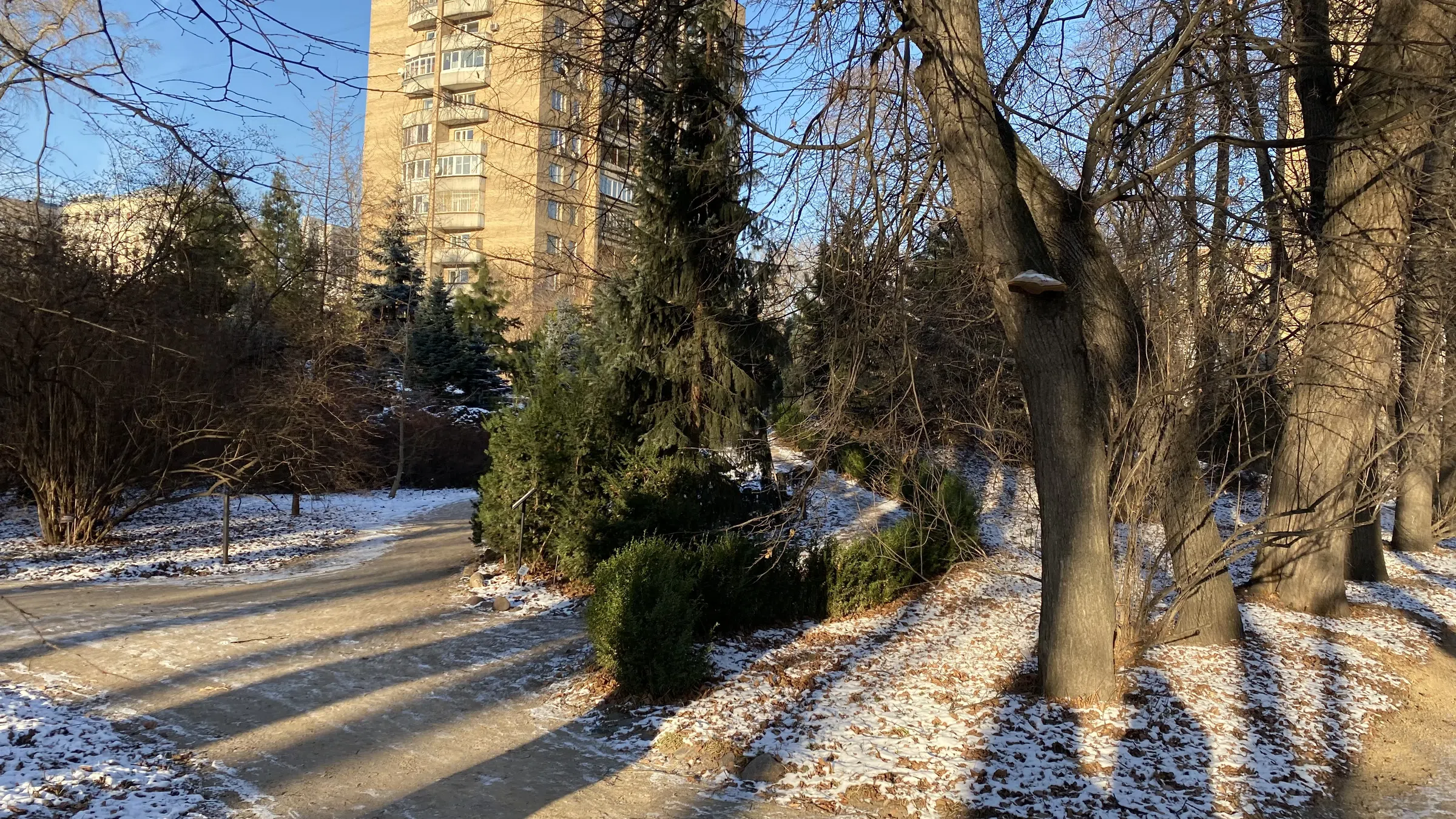 Зимний парк с хвойными, фото 3