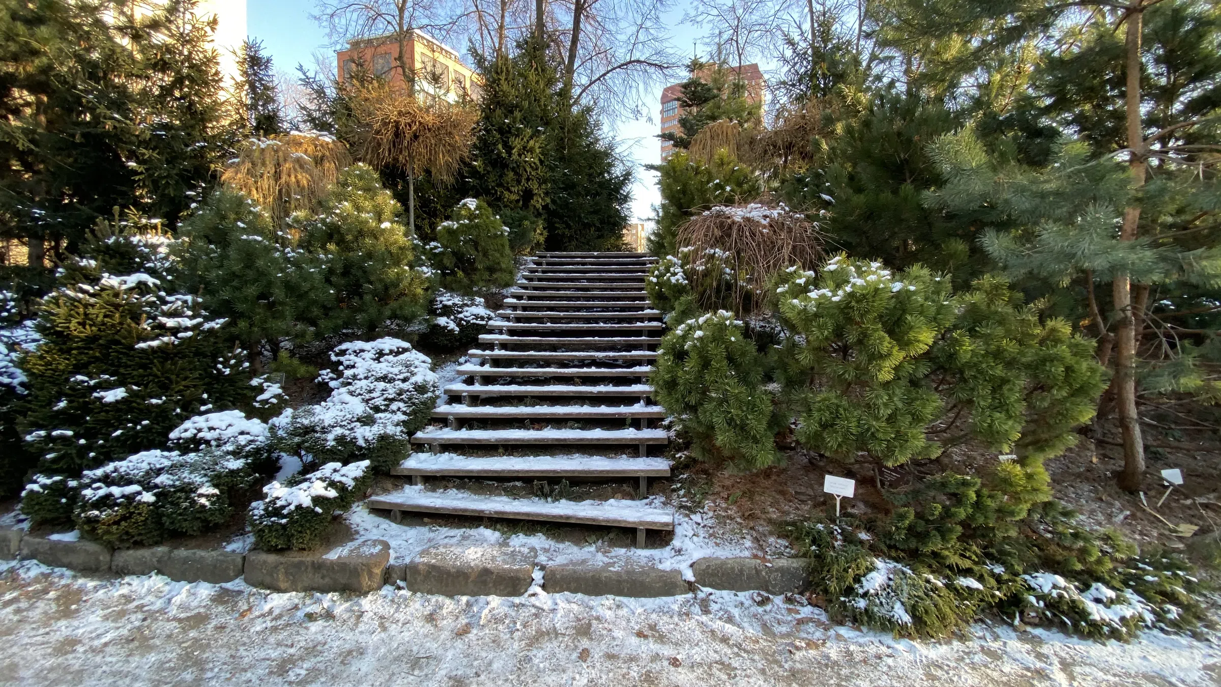 Зимний парк с хвойными, фото 11