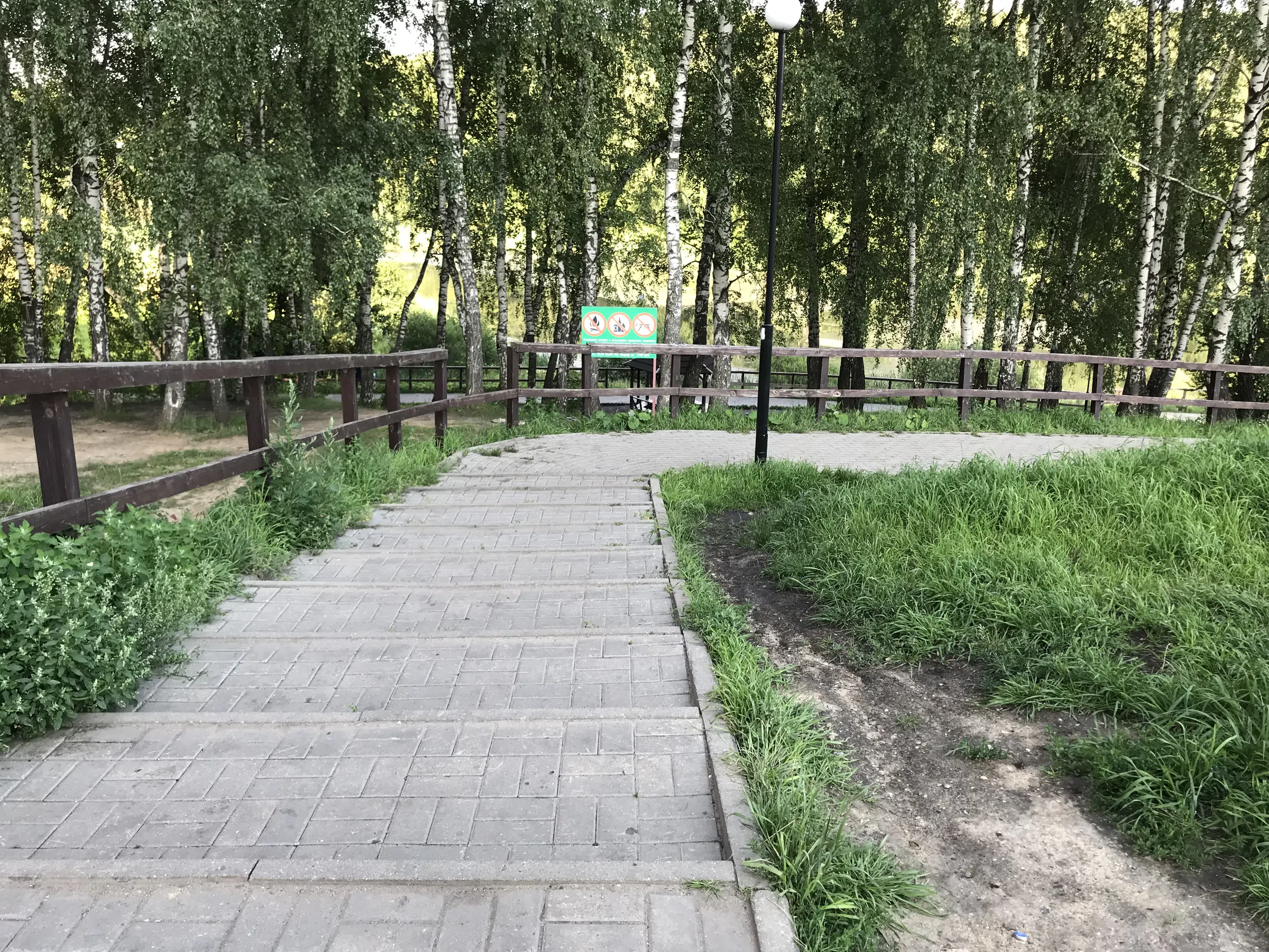 Березовая аллея у воды, фото 1