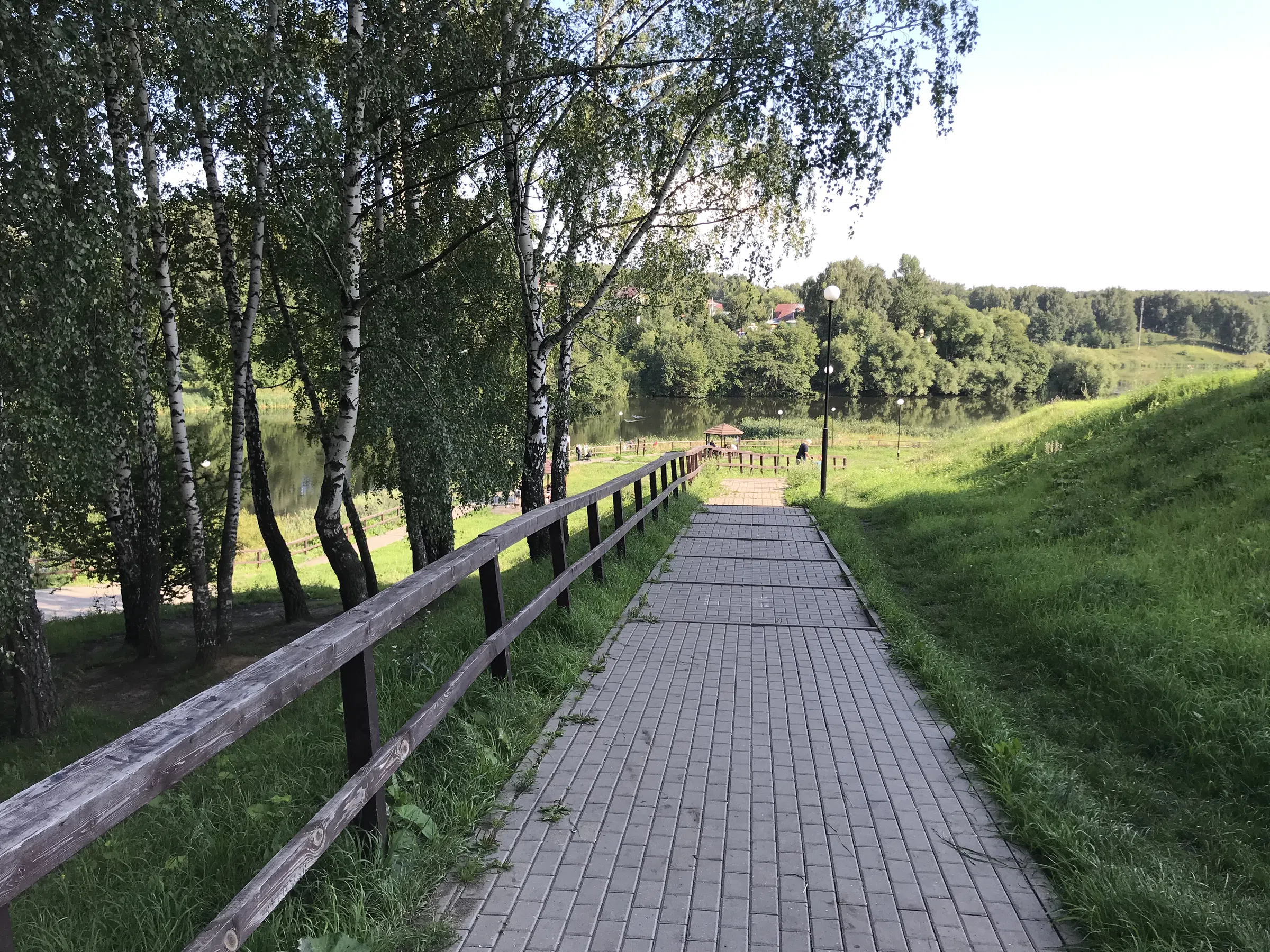 Березовая аллея у воды, фото 2