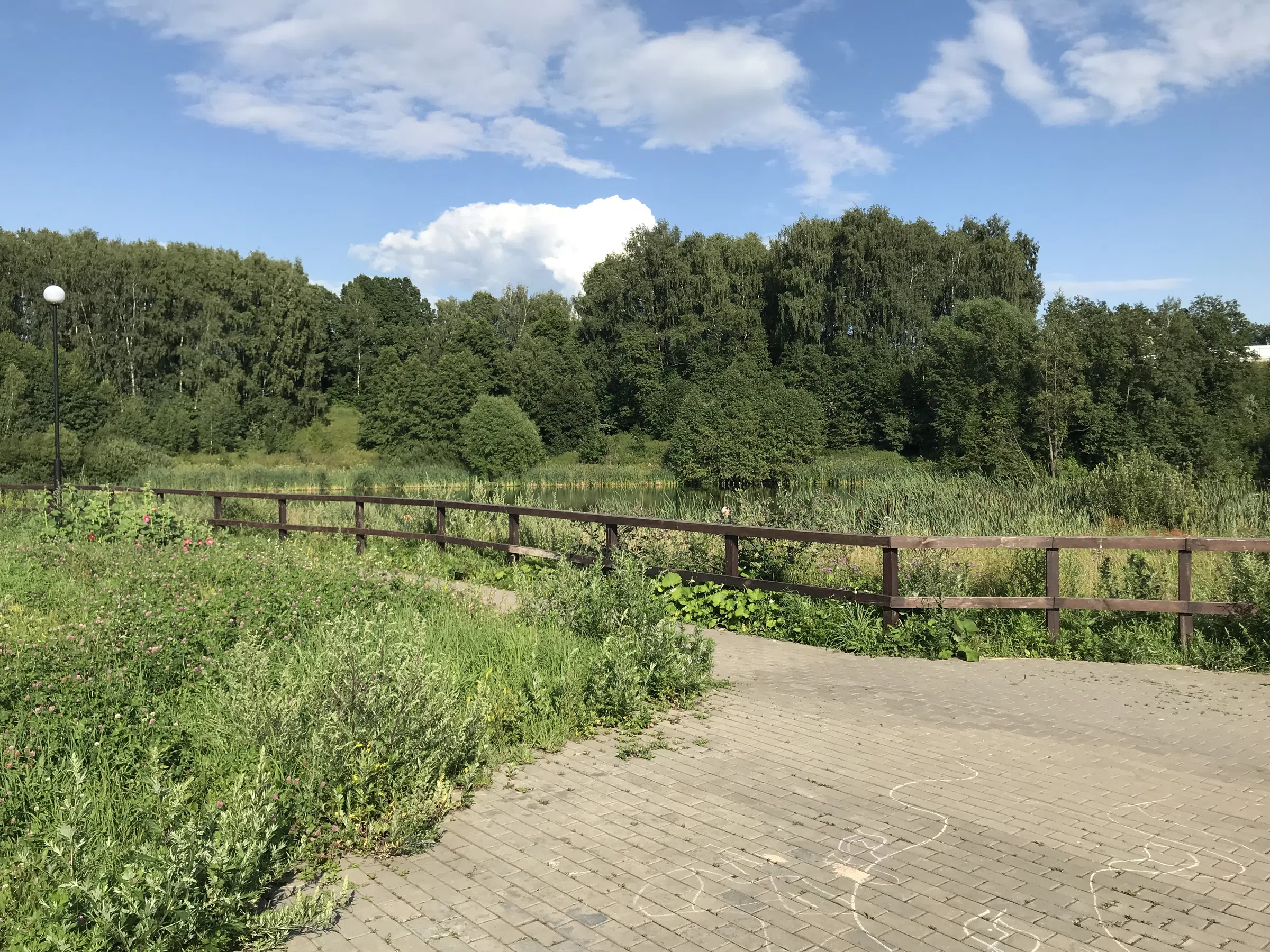 Березовая аллея у воды, фото 17