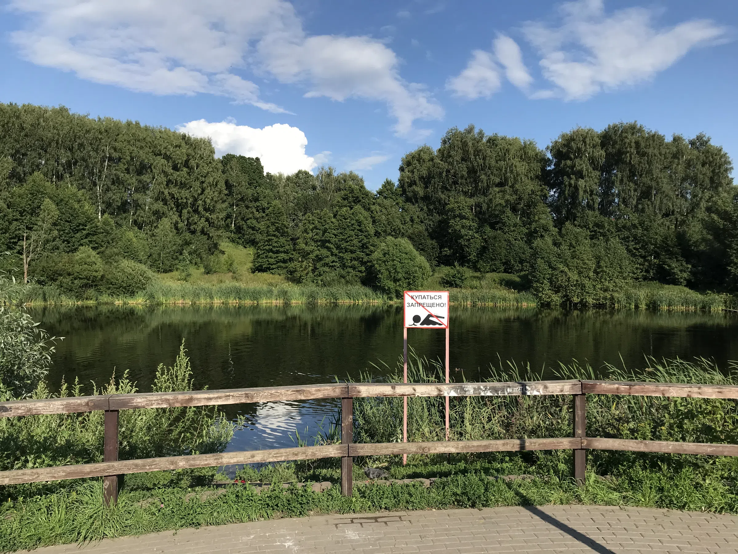 Березовая аллея у воды, фото 13