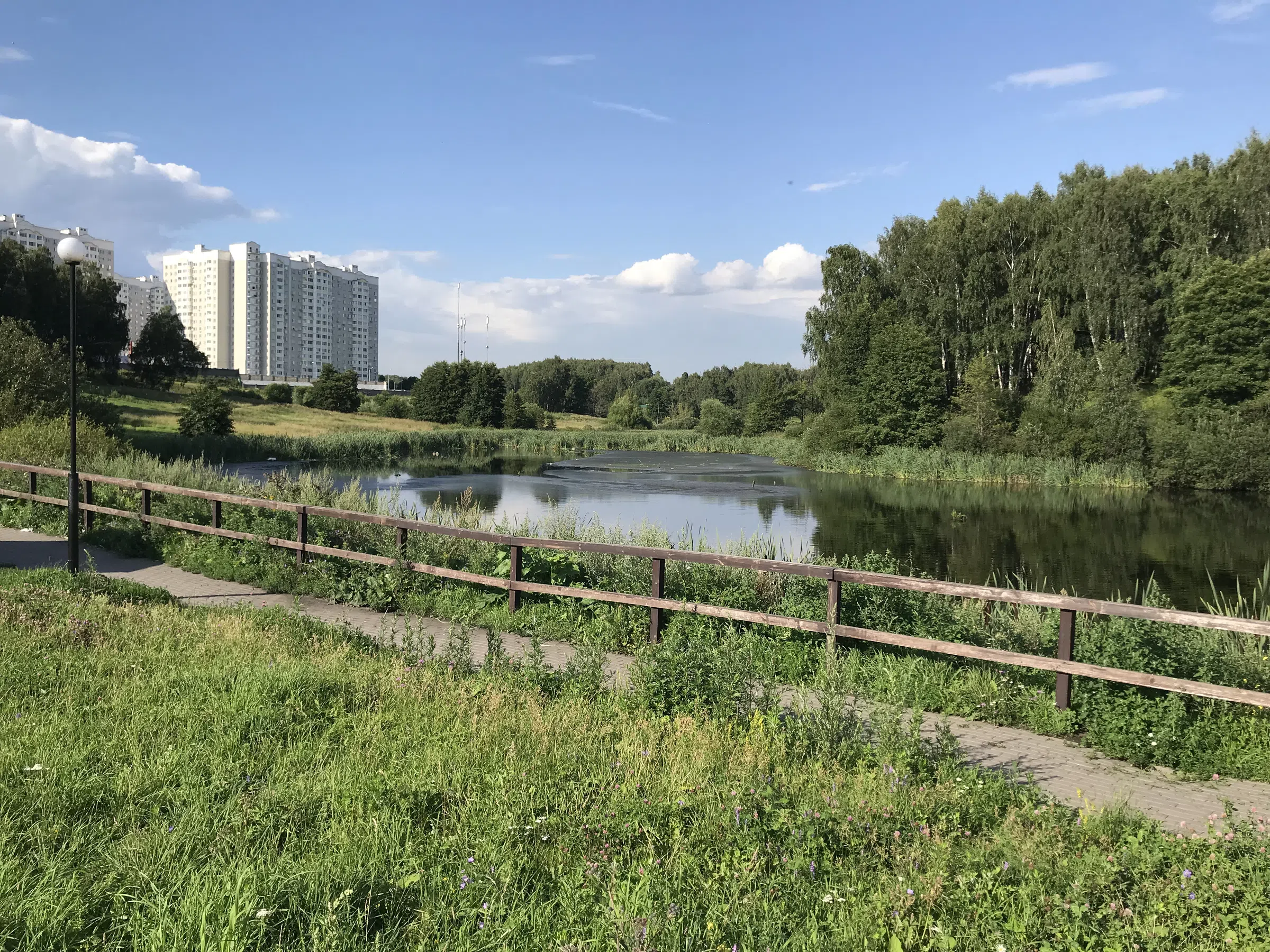 Березовая аллея у воды, фото 12