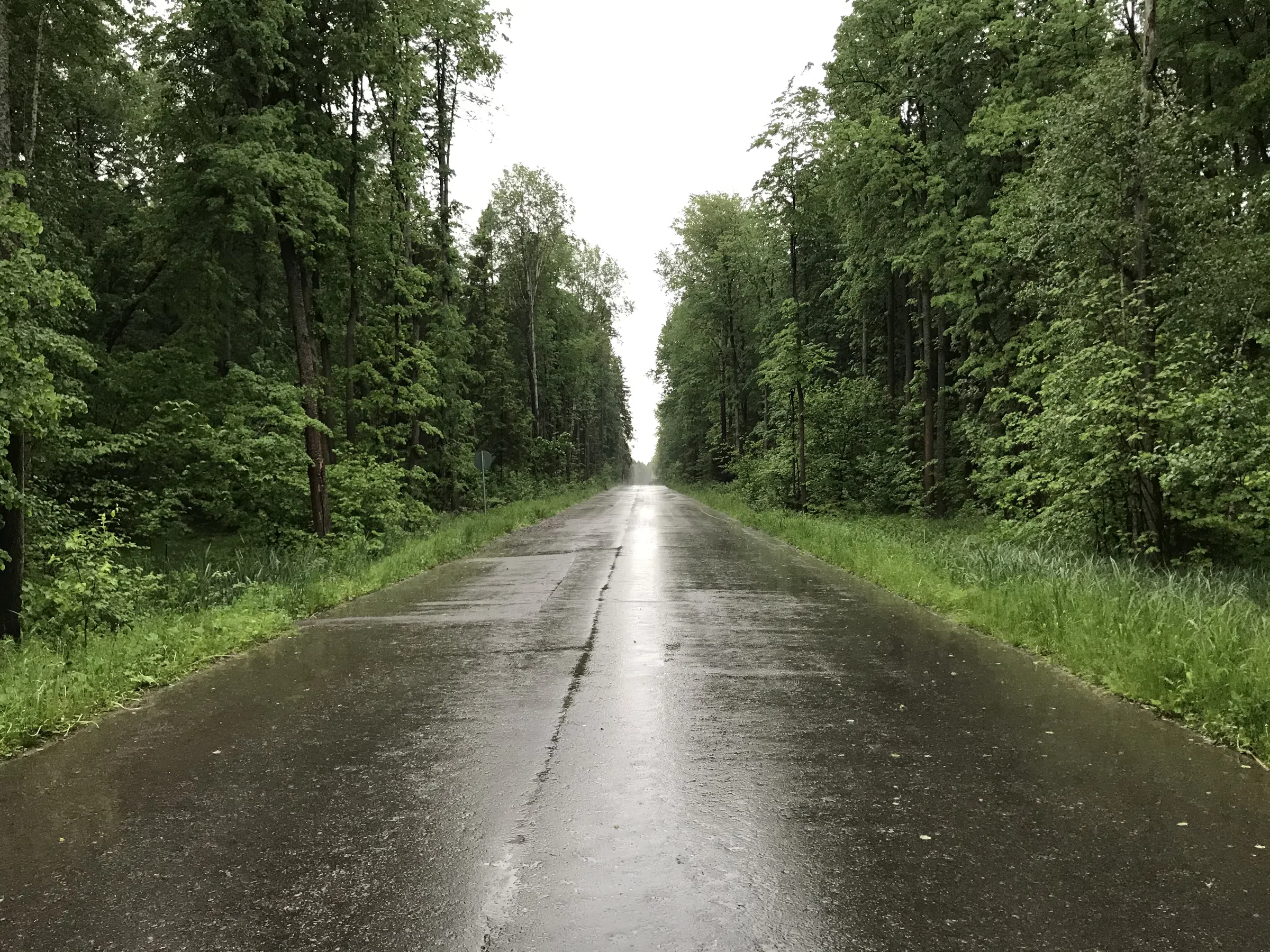 Лесная дорога с фонарями, фото 7