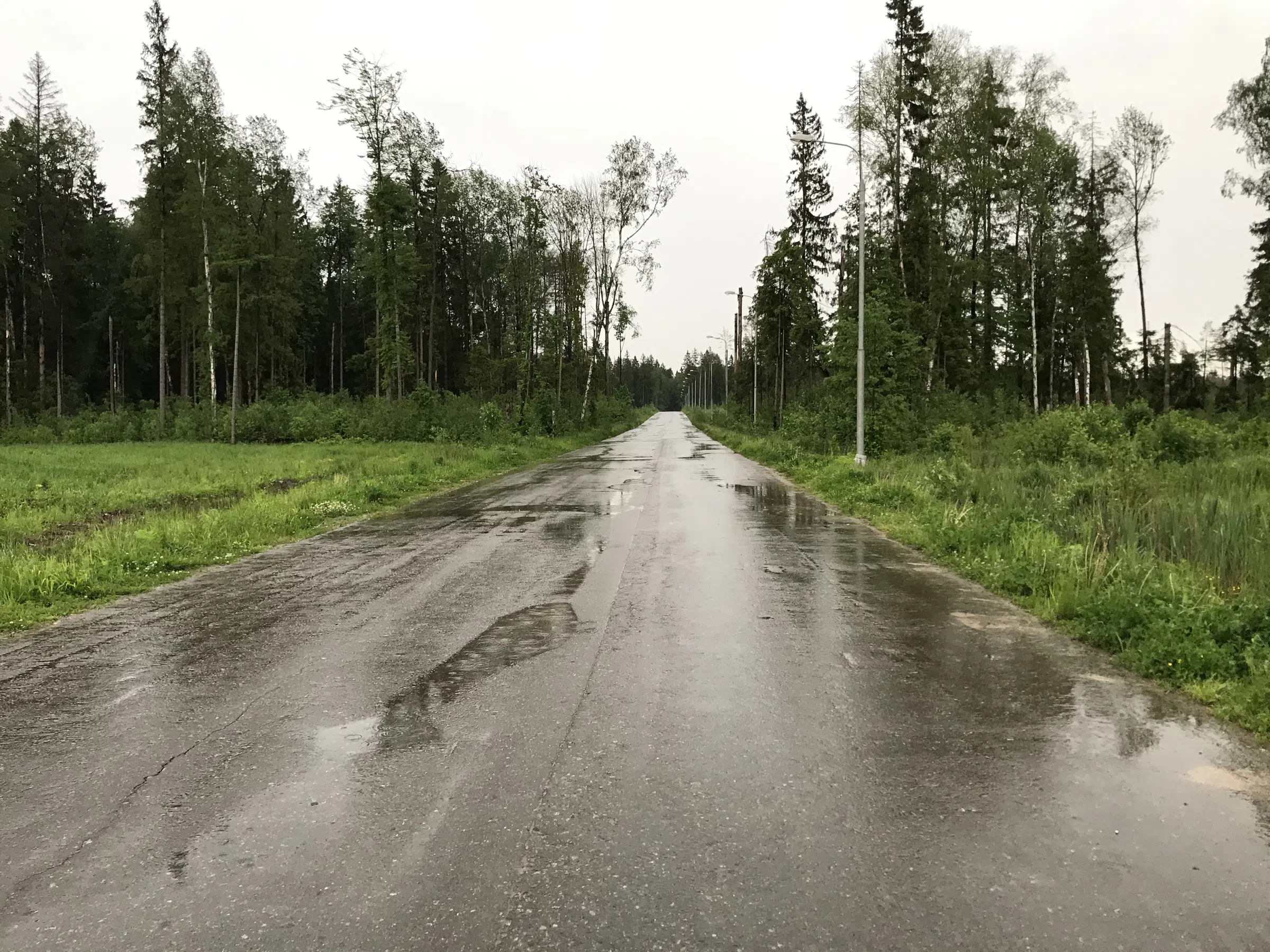 Лесная дорога с фонарями, фото 1