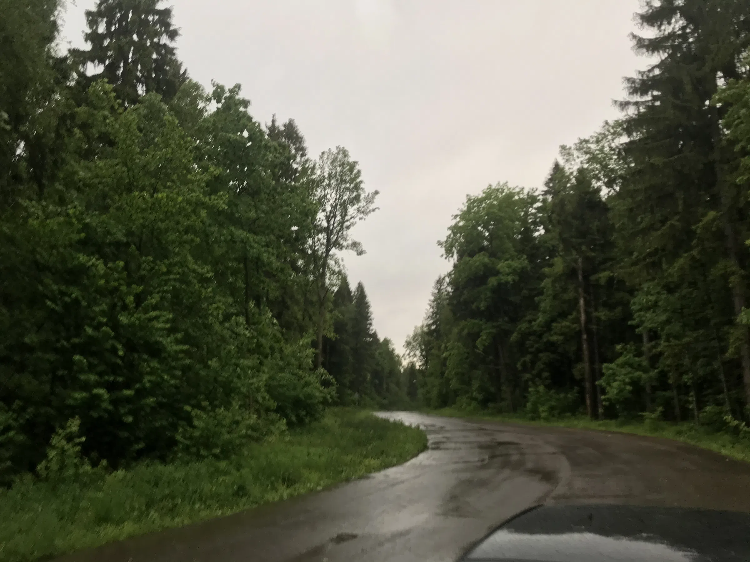 Лесная дорога с фонарями, фото 12
