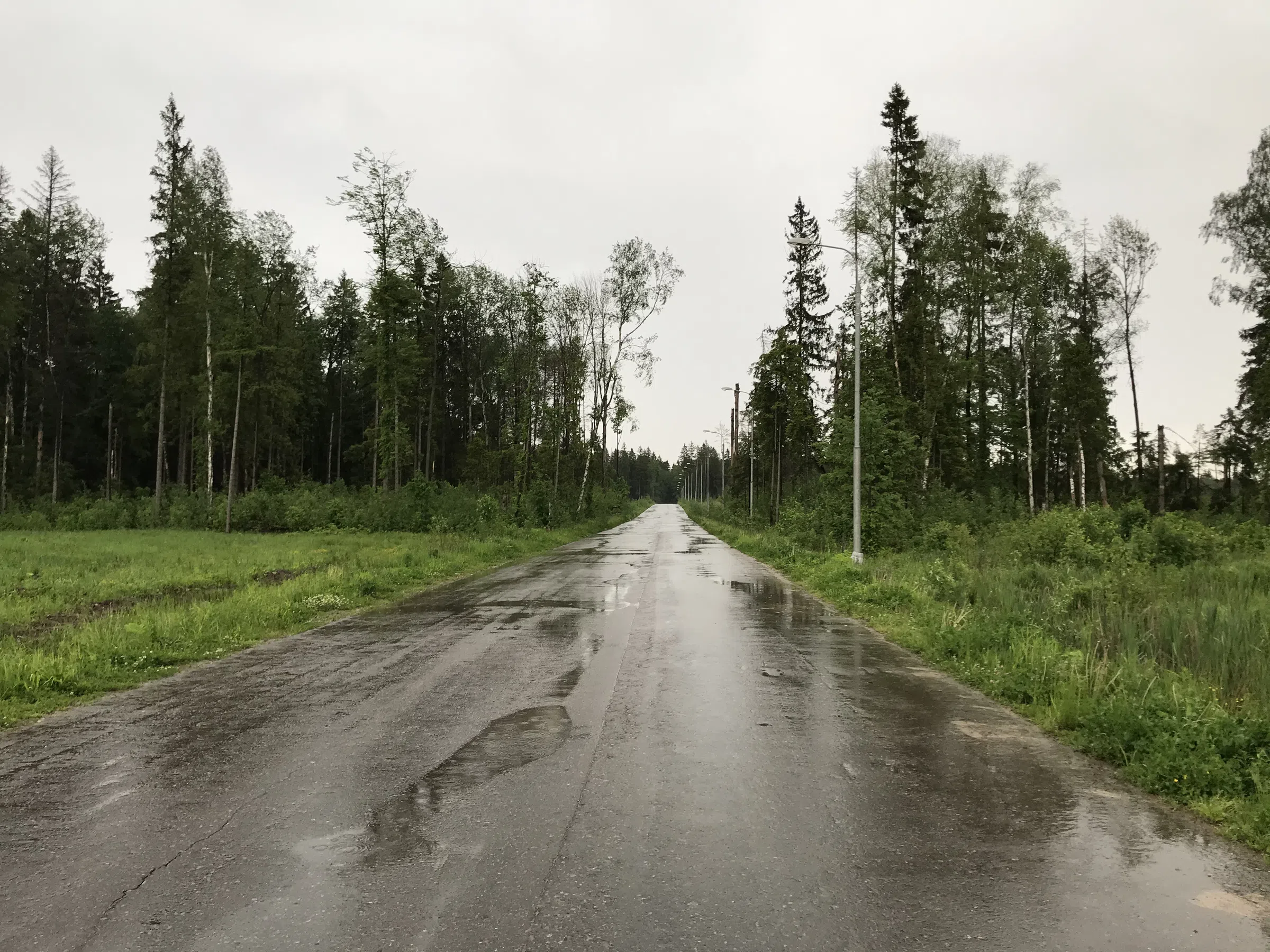 Лесная дорога с фонарями, фото 2
