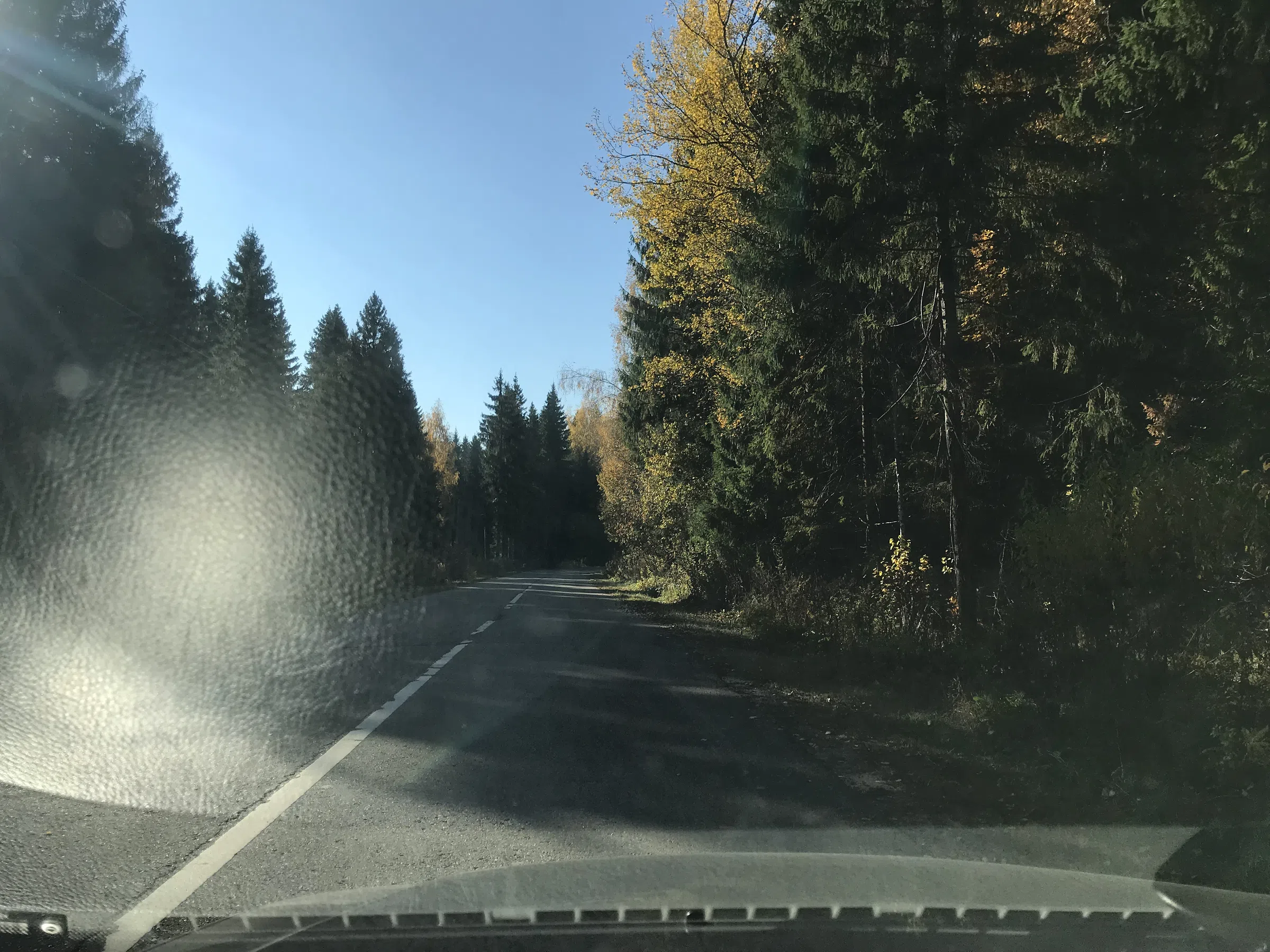 Хвойные лесные заросли, фото 18