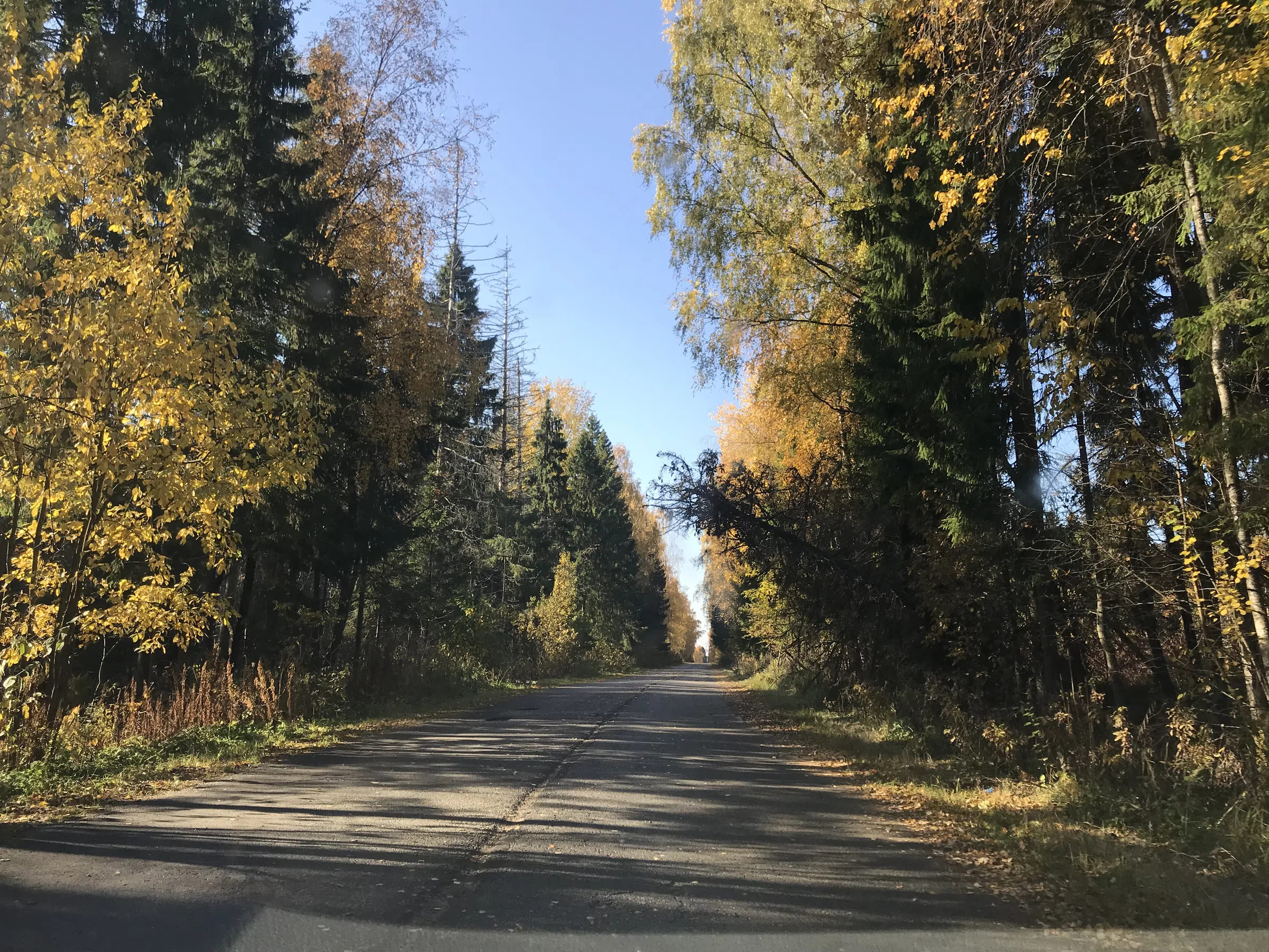Хвойные лесные заросли, фото 22