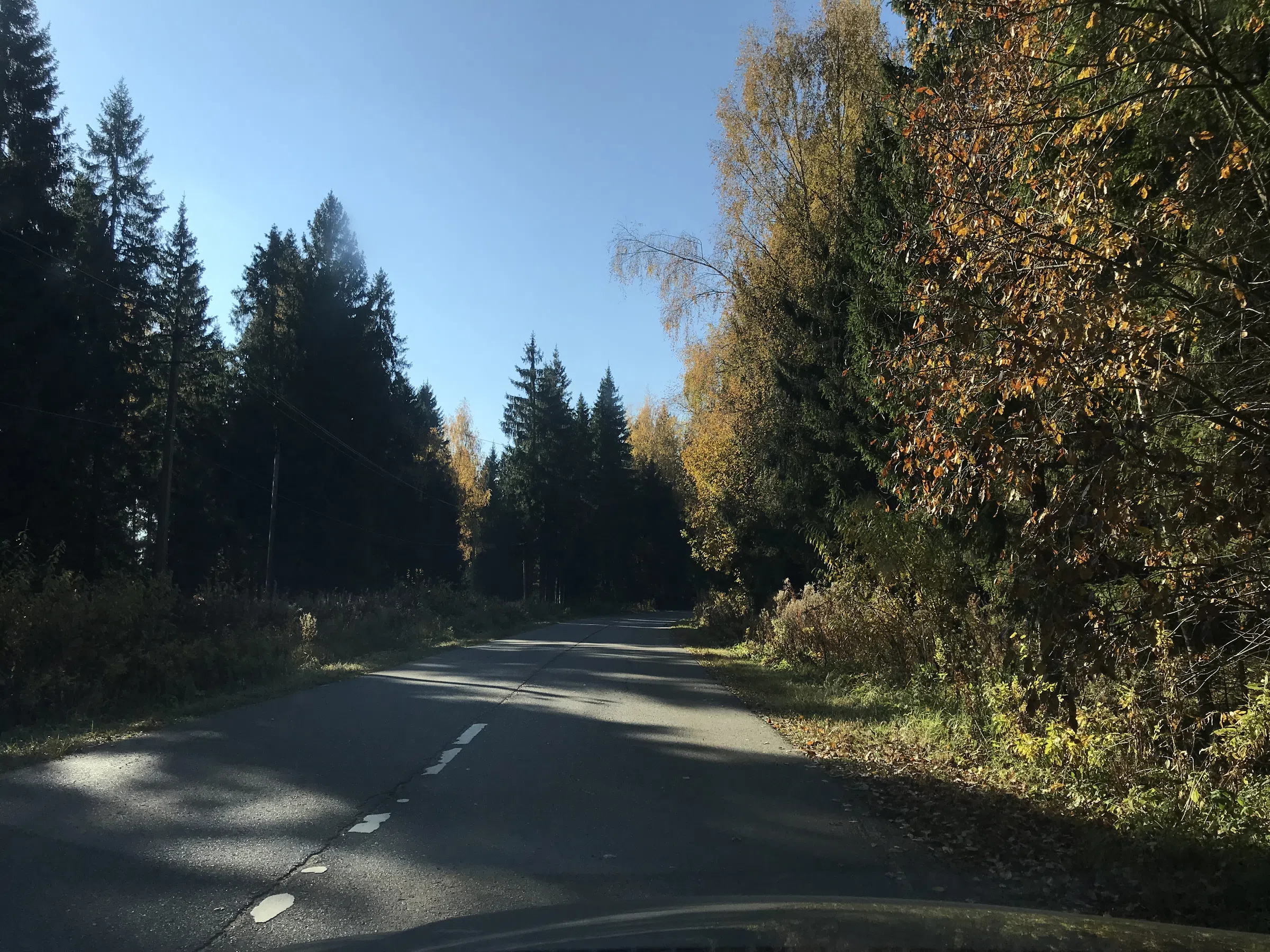 Хвойные лесные заросли, фото 19