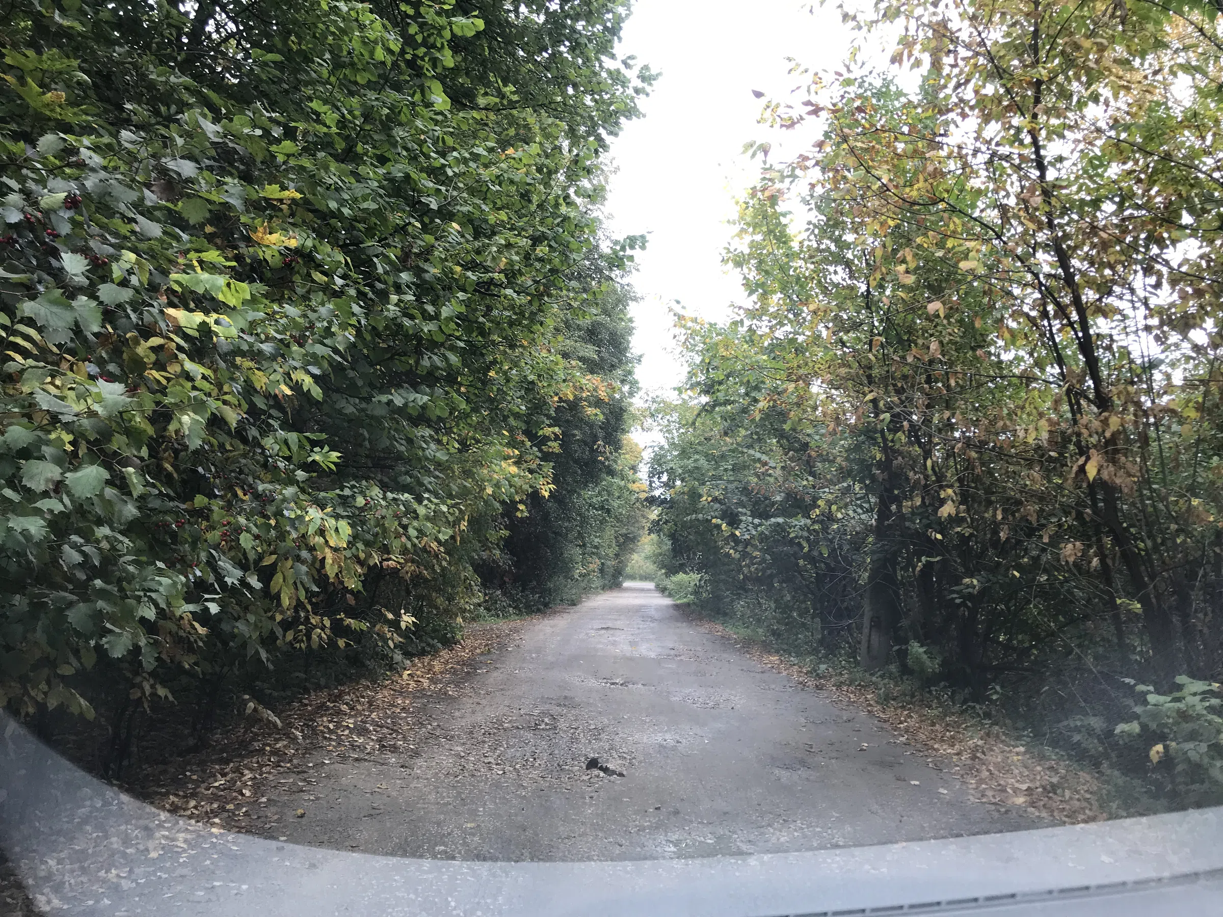 Заброшенная дача в лесу, фото 11