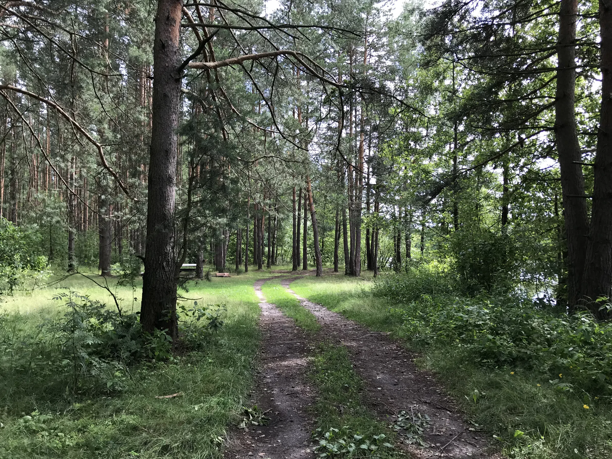 Лесное озеро с соснами, фото 23