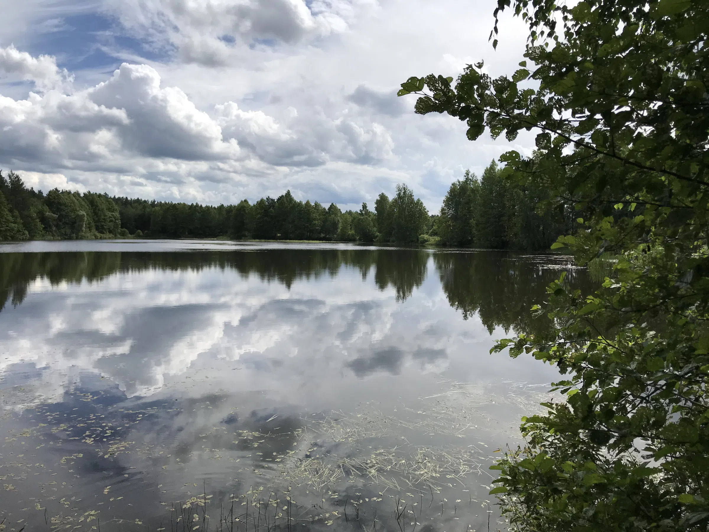 Лесное озеро с соснами, фото 13