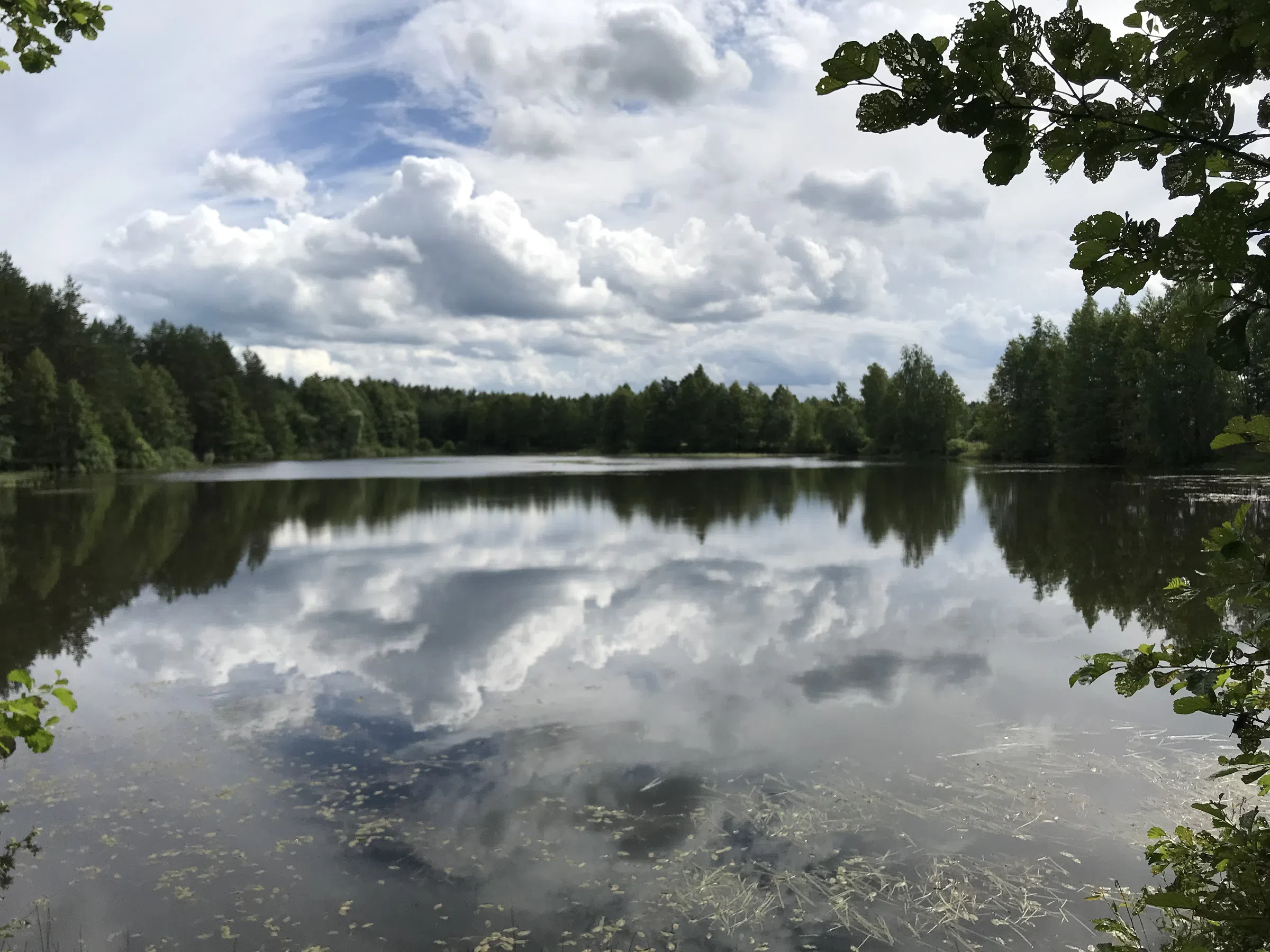 Лесное озеро с соснами, фото 17
