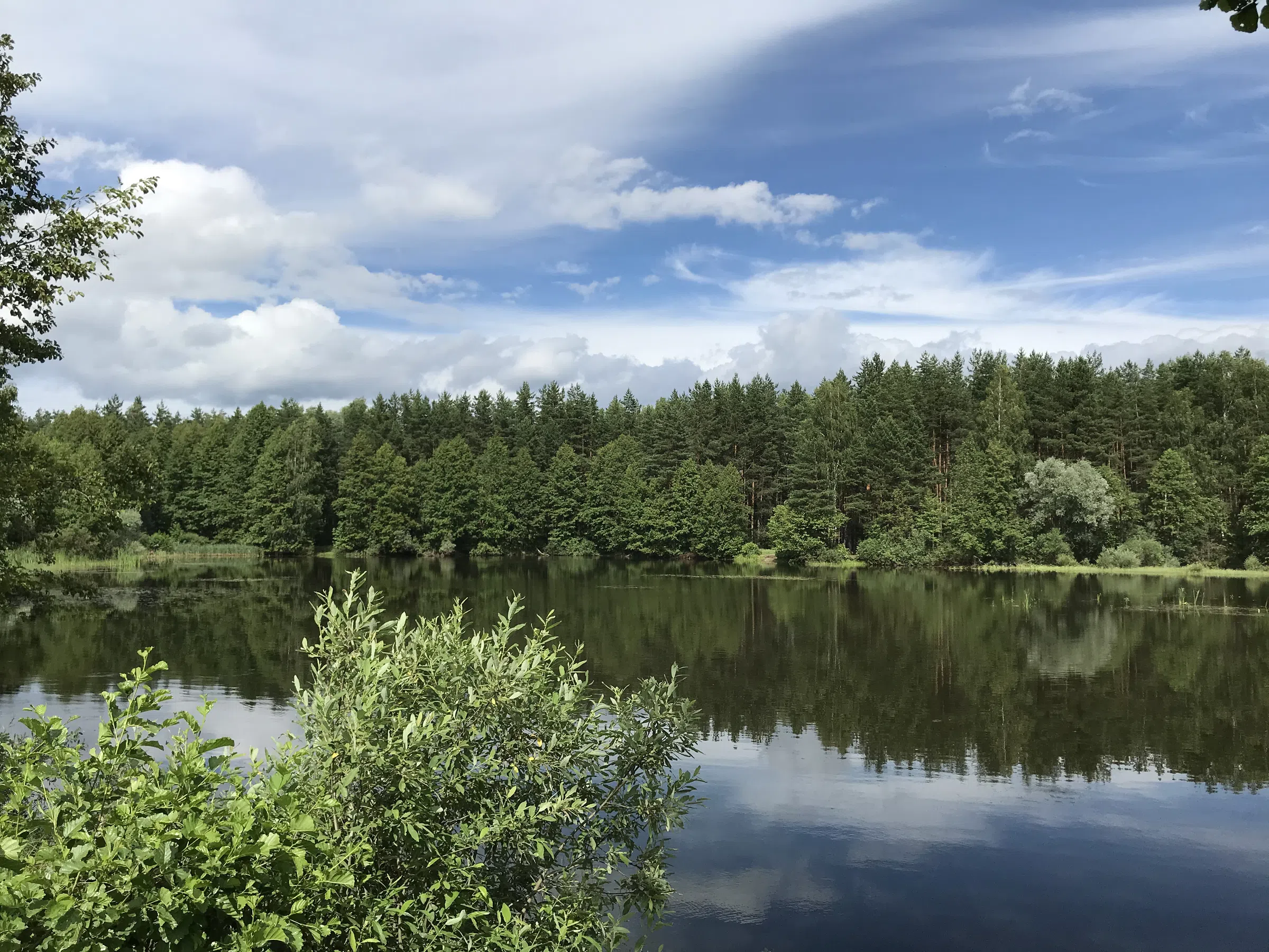 Лесное озеро с соснами, фото 5