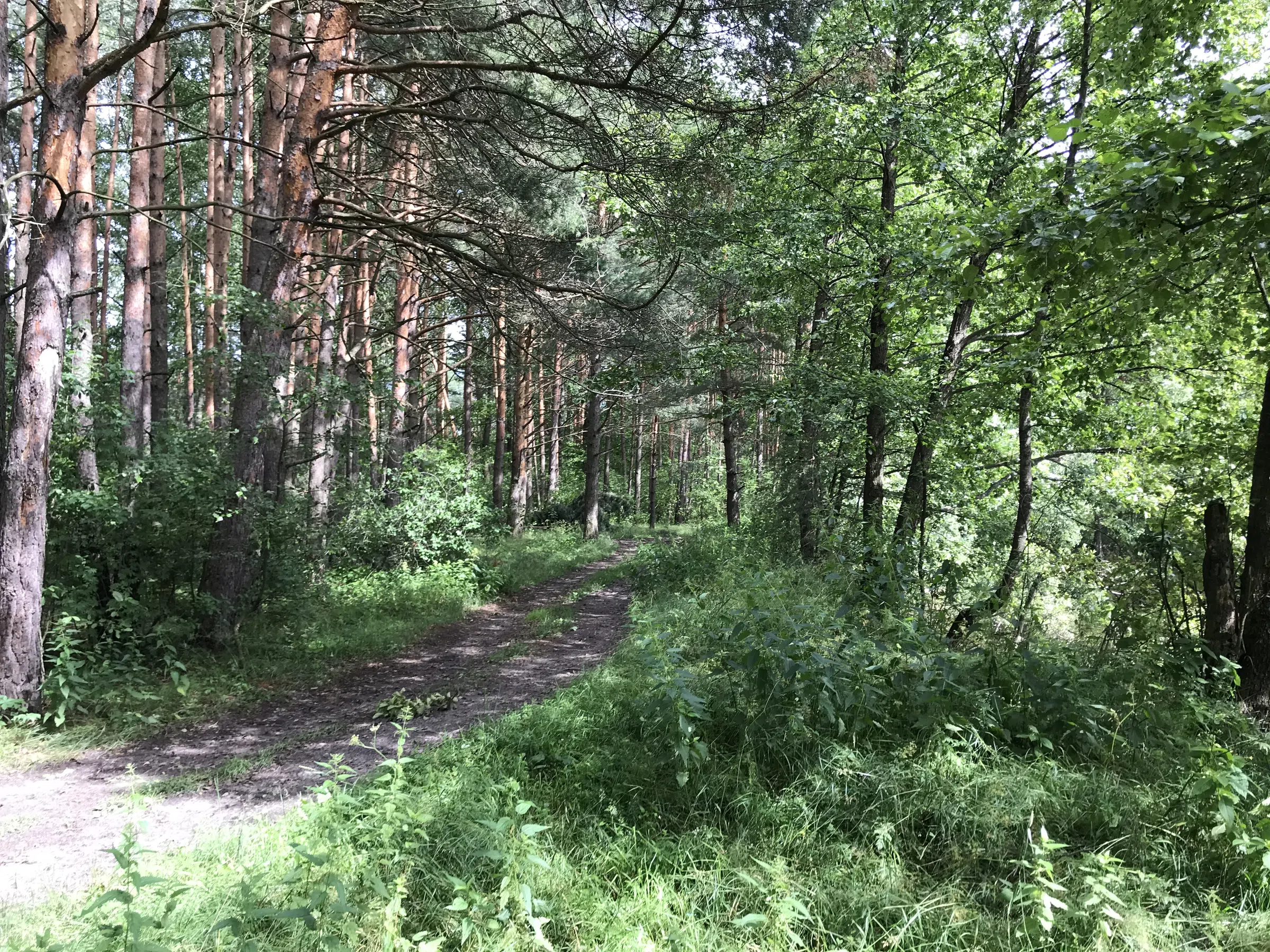 Лесное озеро с соснами, фото 18
