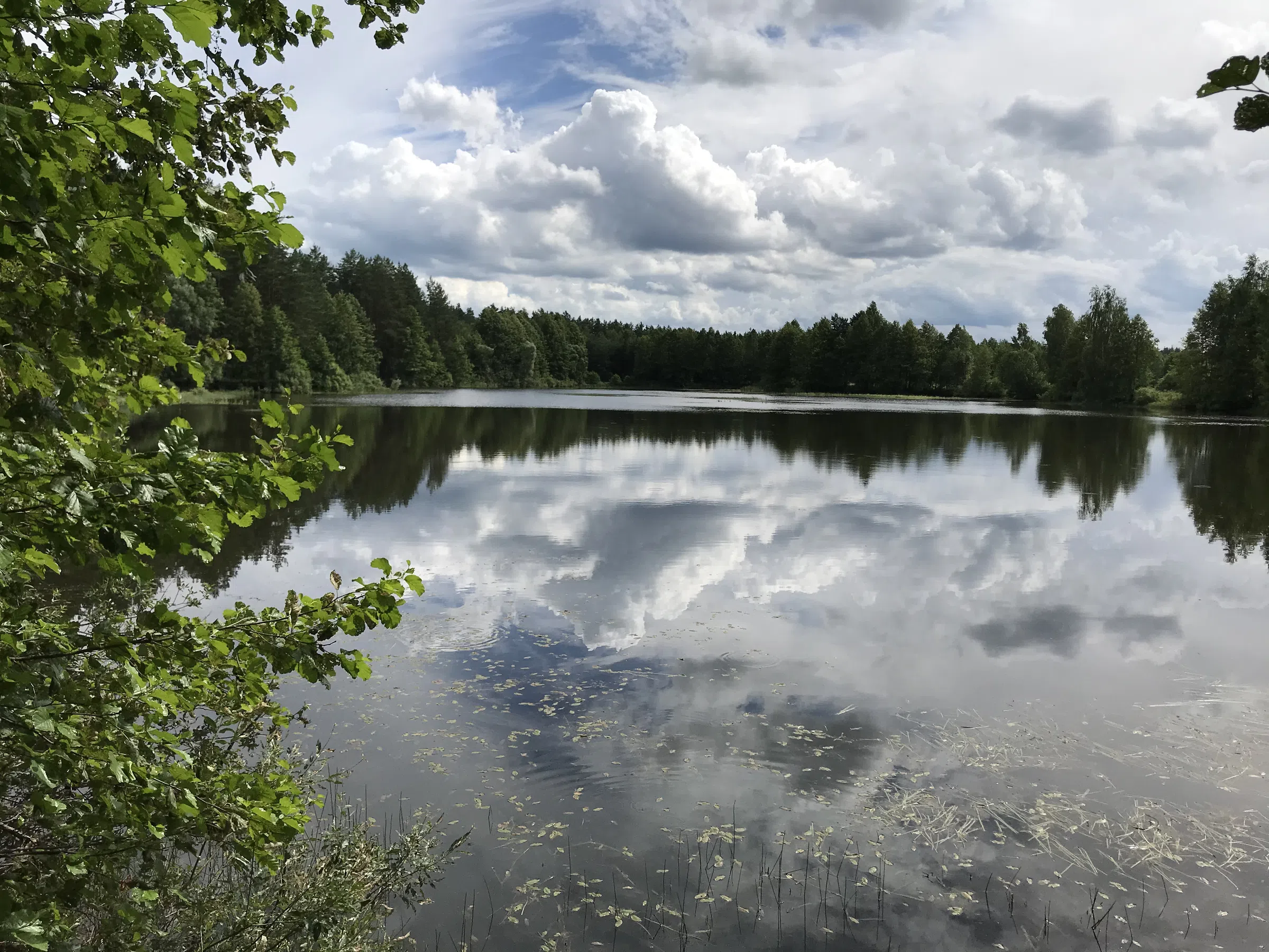 Лесное озеро с соснами, фото 14
