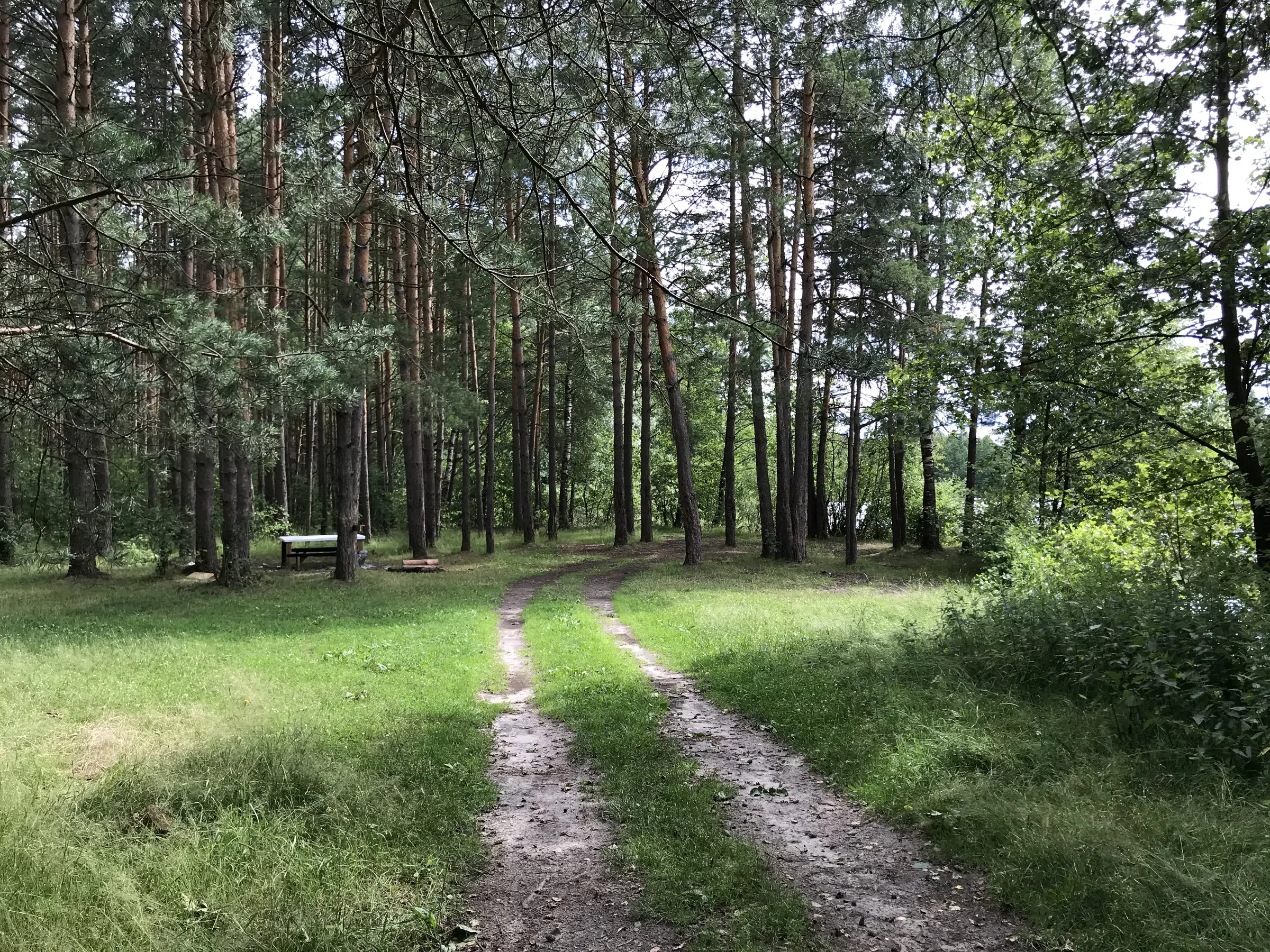 Лесное озеро с соснами, фото 24