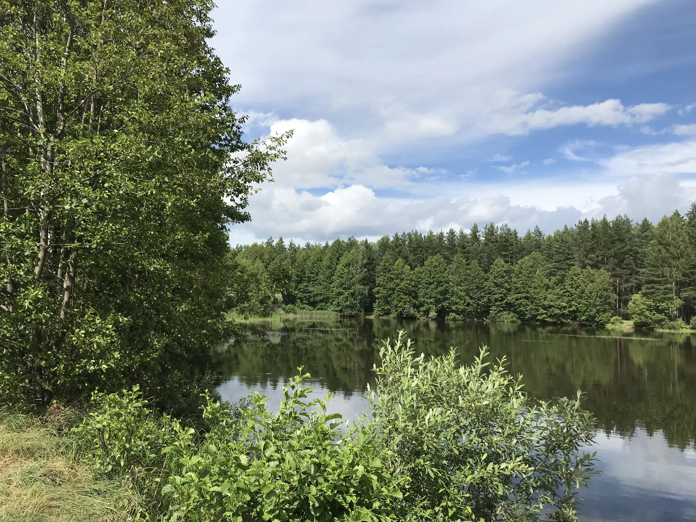 Лесное озеро с соснами, фото 4