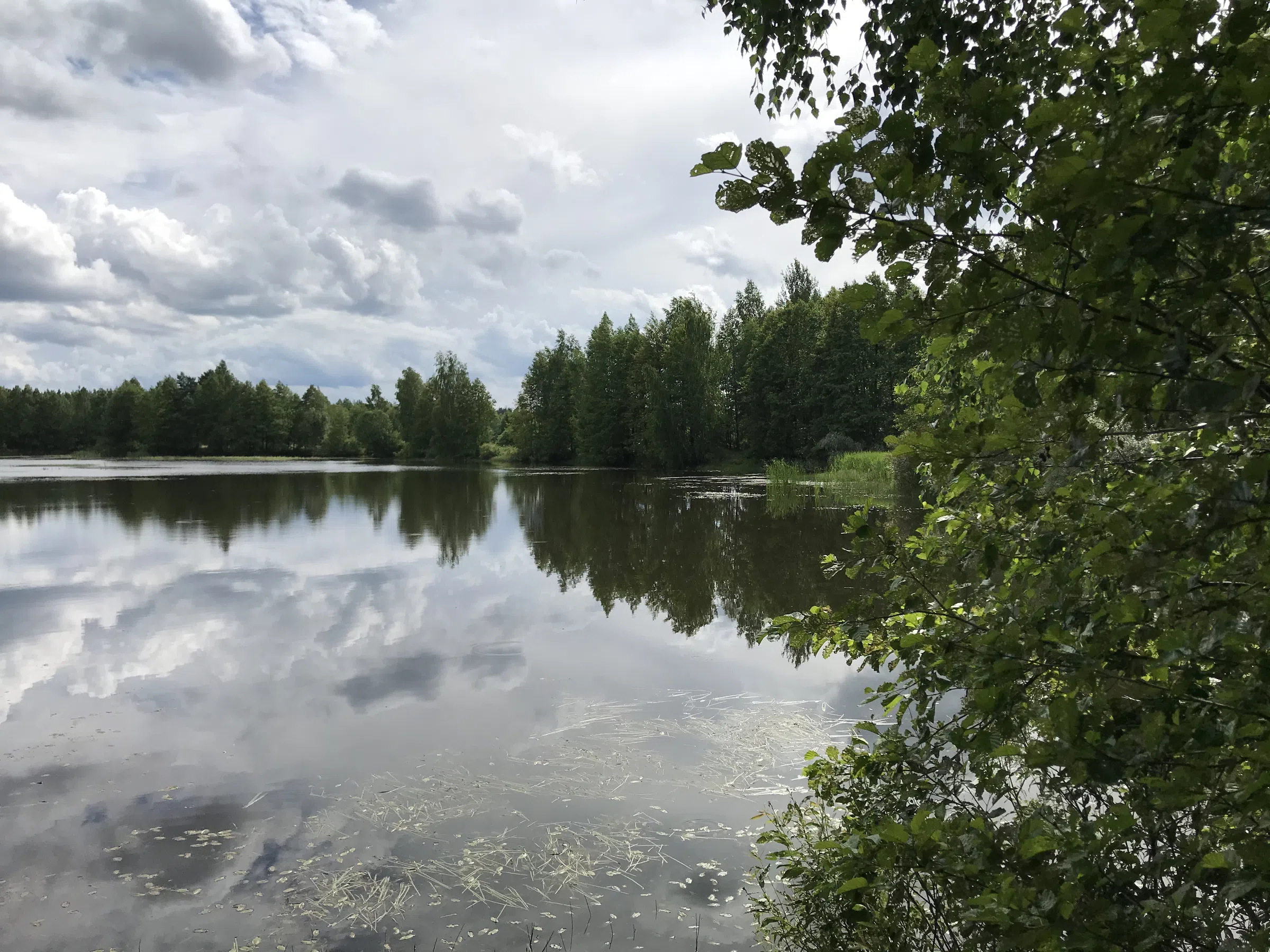 Лесное озеро с соснами, фото 15