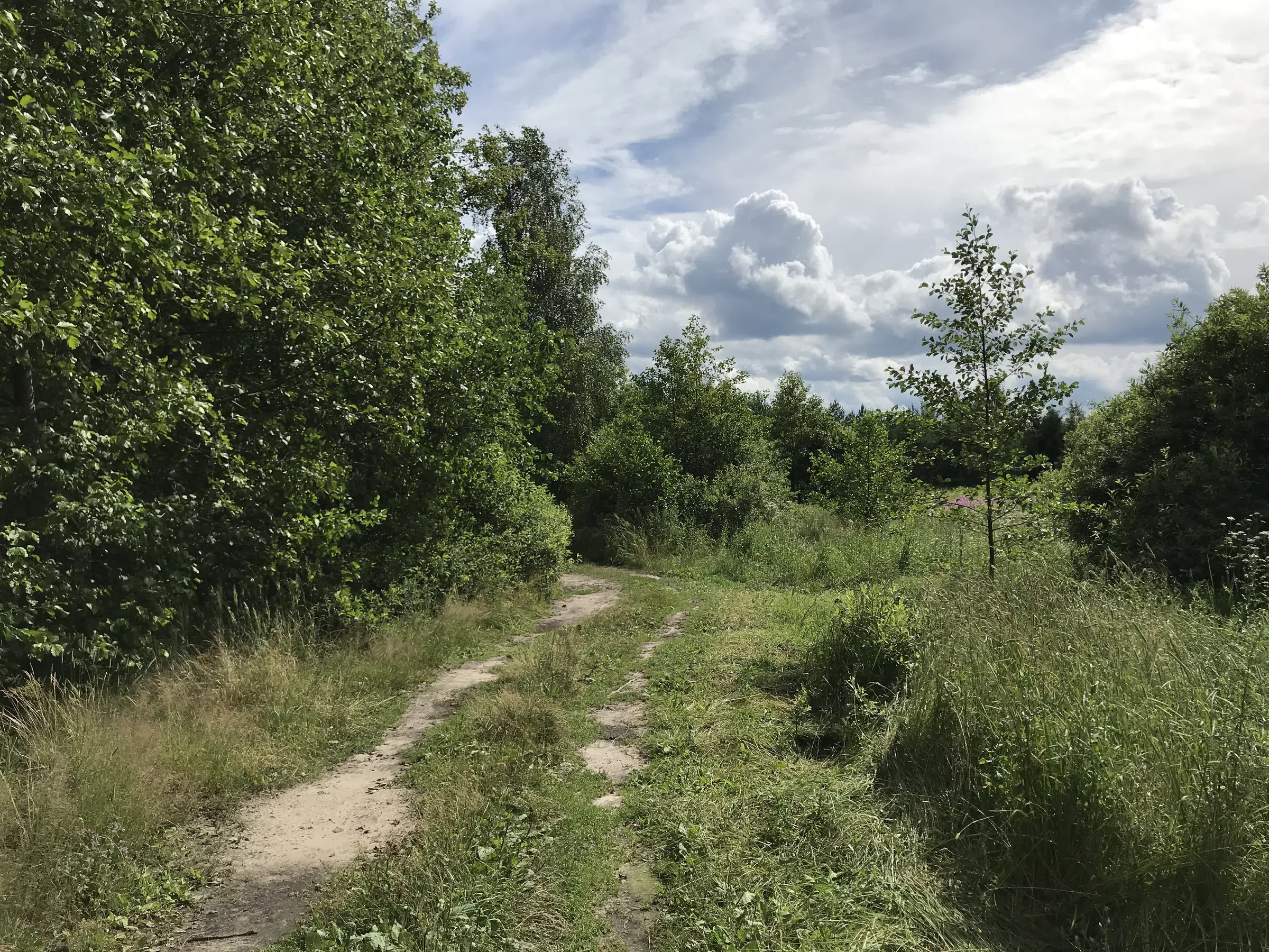 Лесное озеро с соснами, фото 10