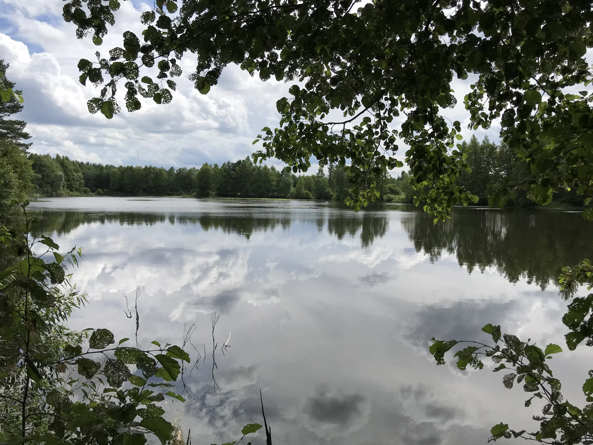 Лесное озеро с соснами, фото 21
