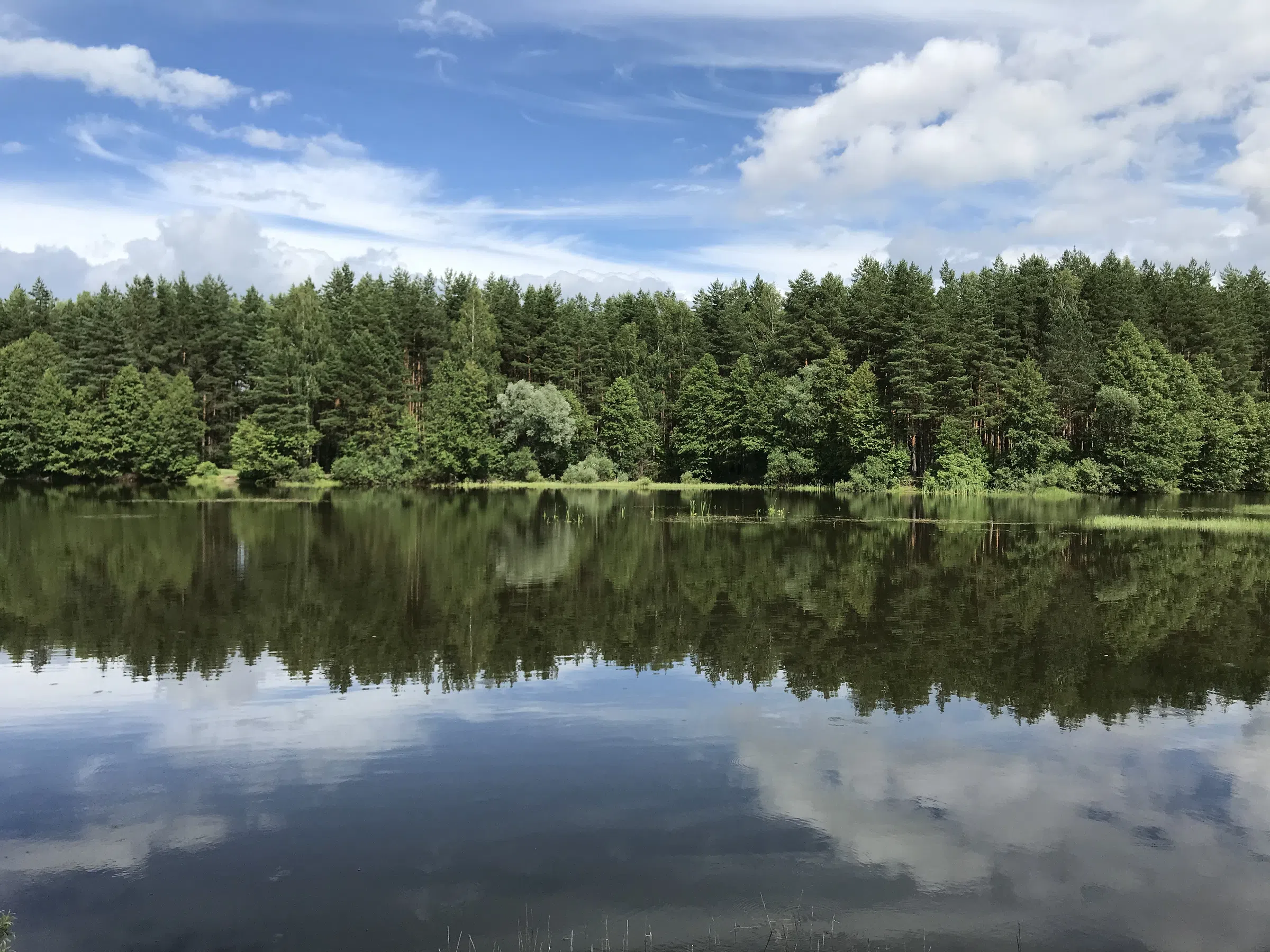 Лесное озеро с соснами, фото 2