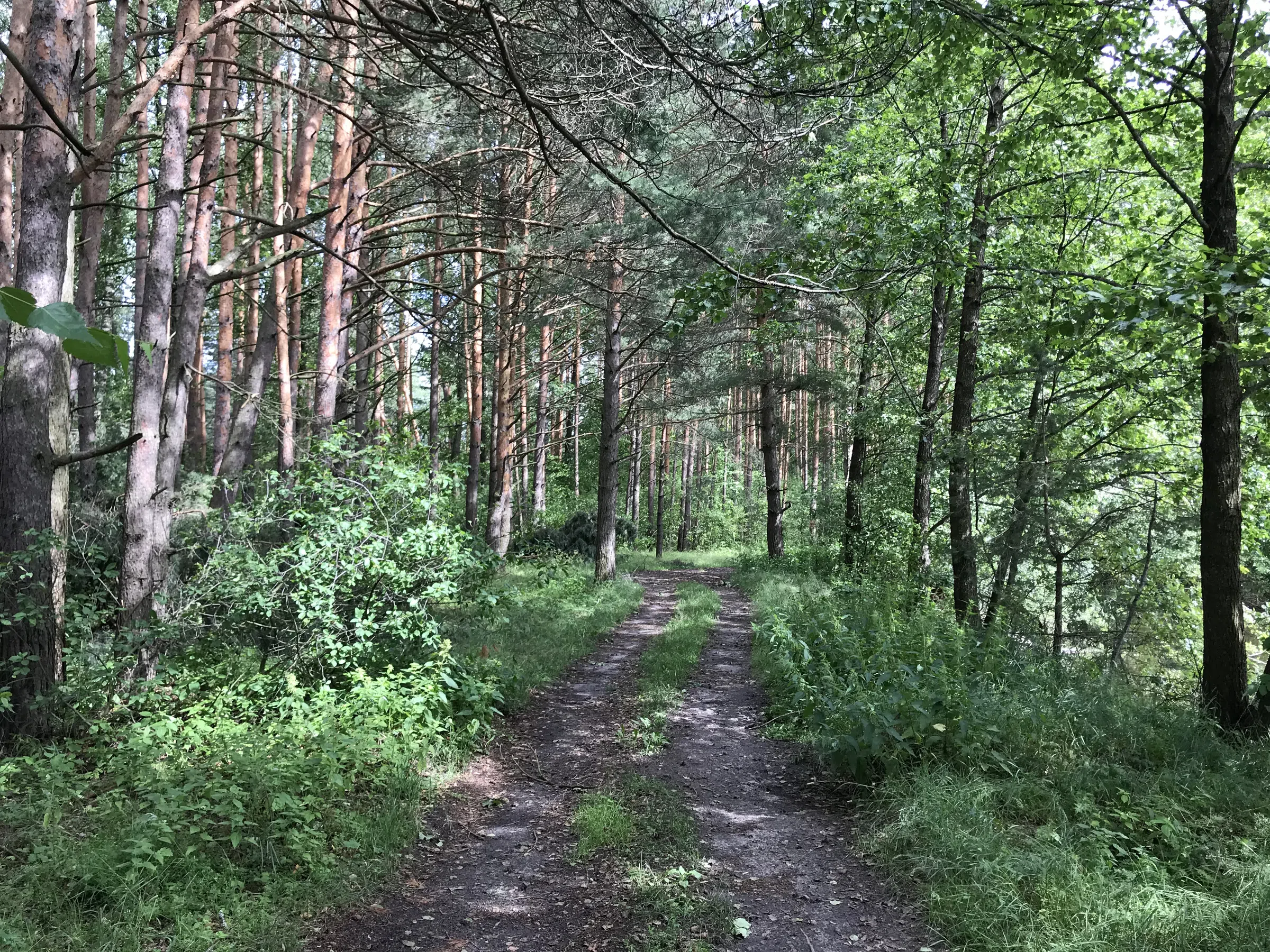 Лесное озеро с соснами, фото 19
