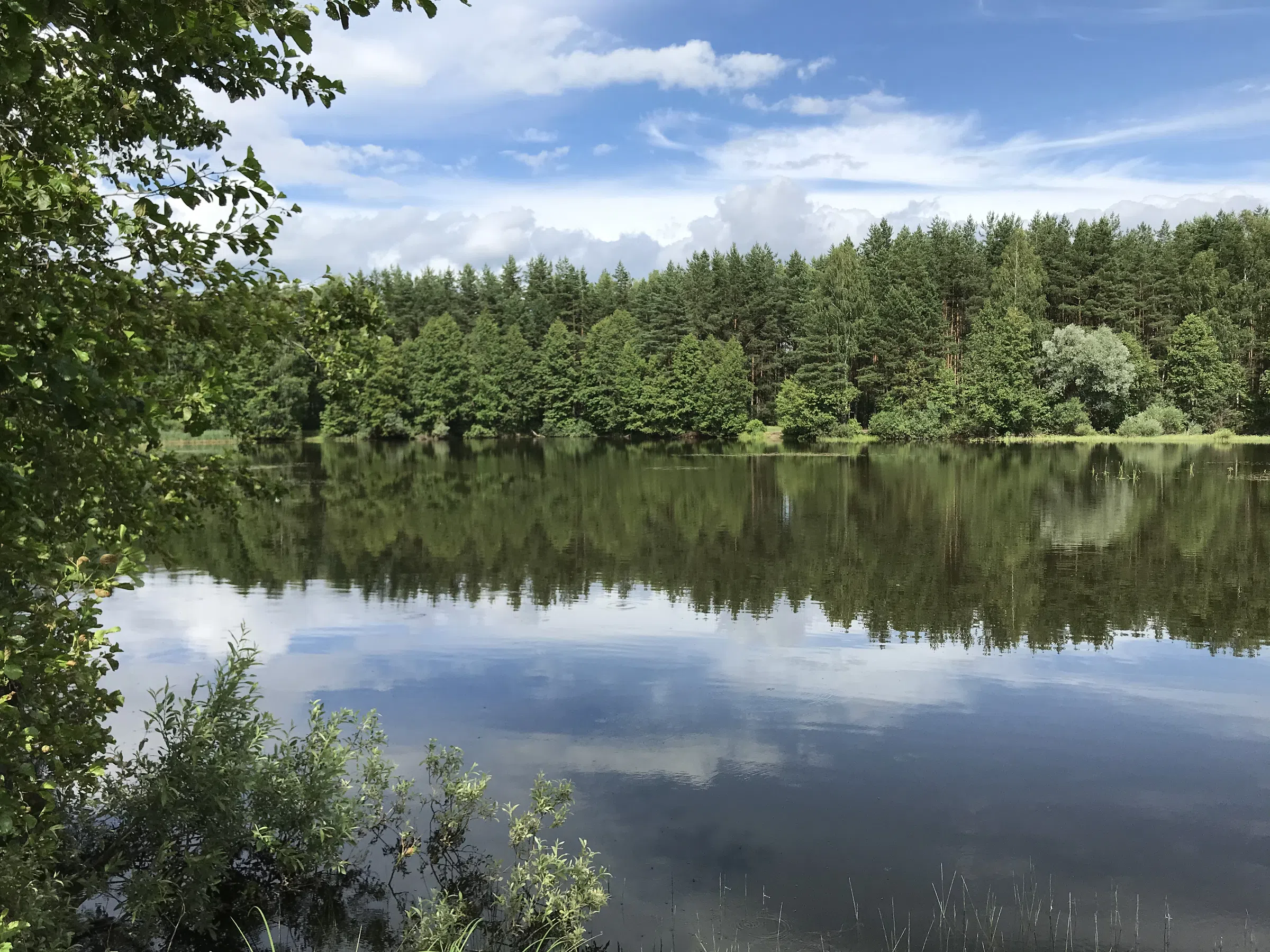 Лесное озеро с соснами, фото 3
