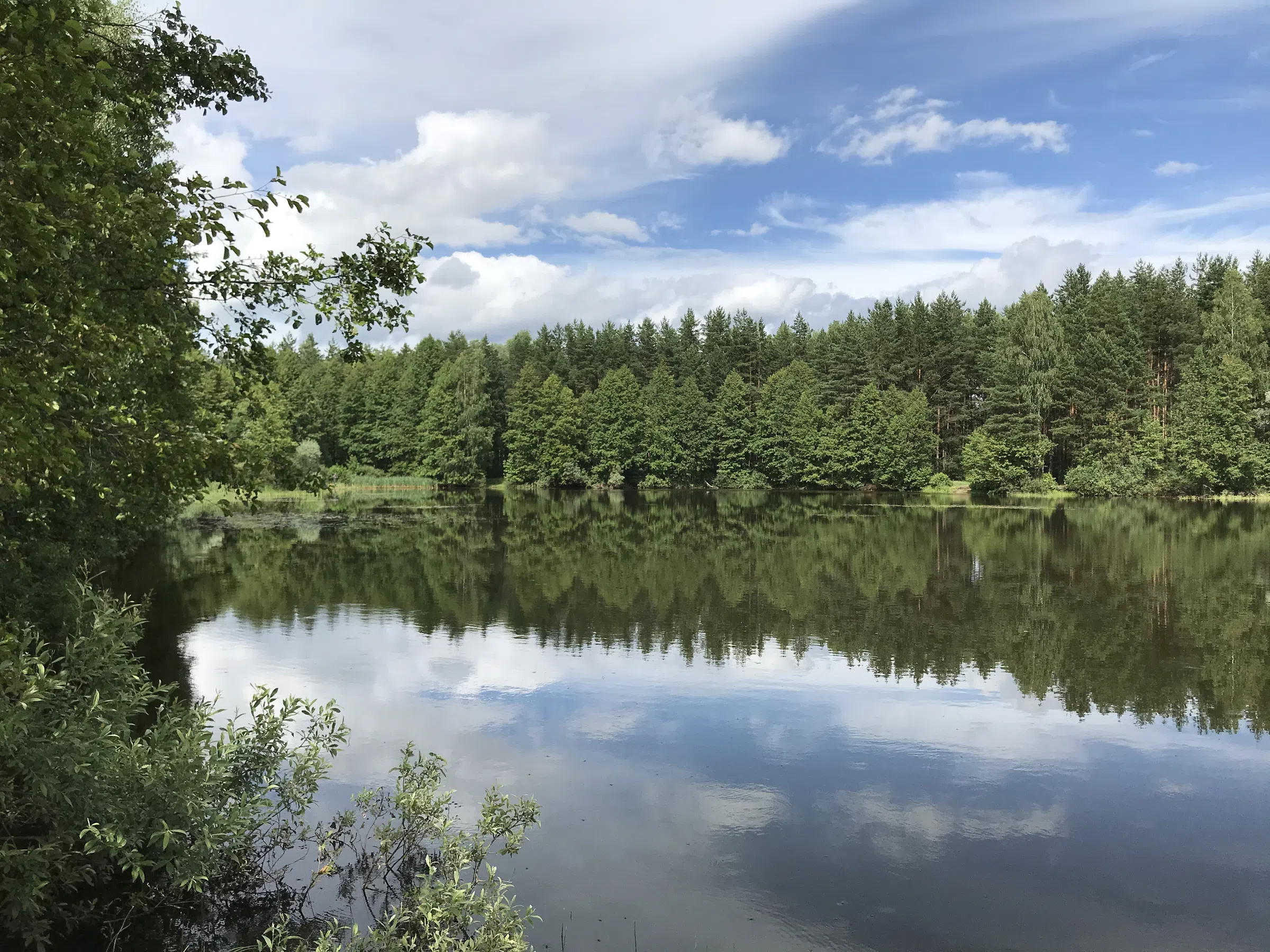 Лесное озеро с соснами, фото 12