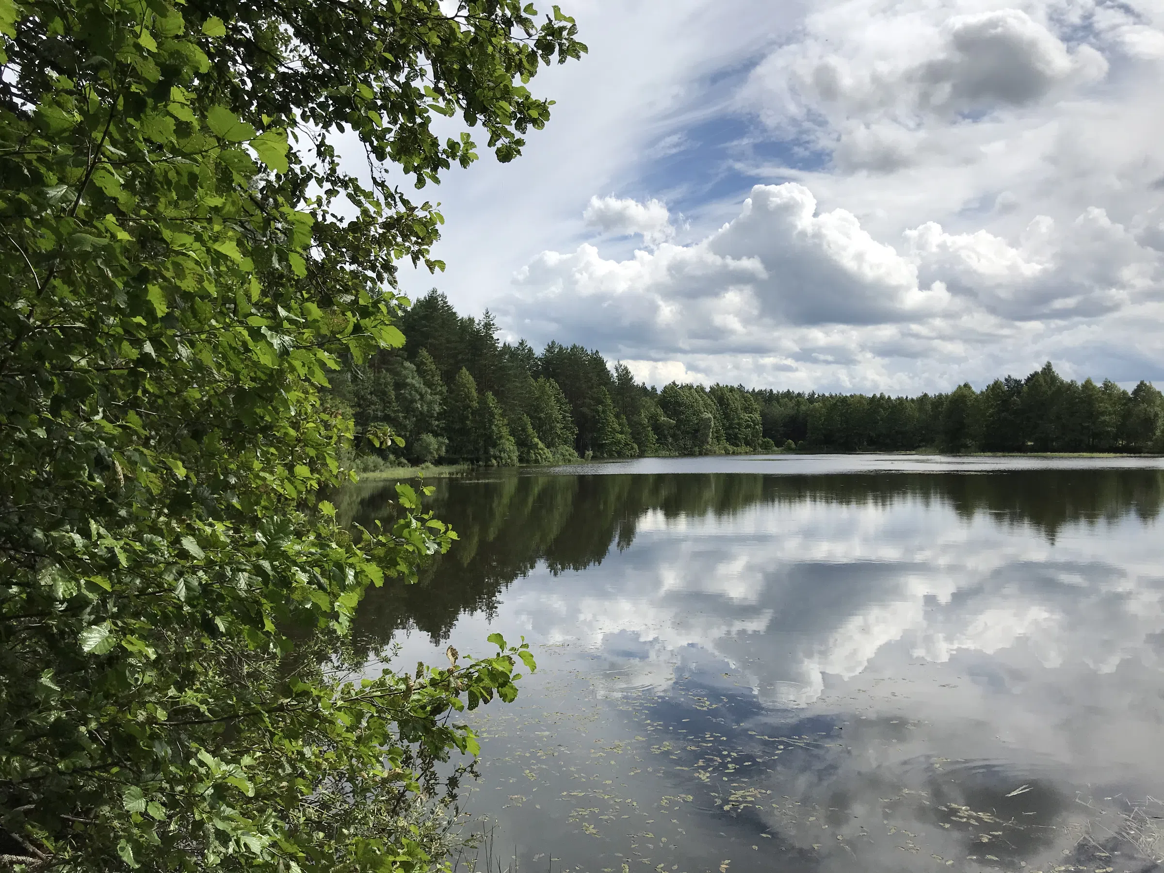 Лесное озеро с соснами, фото 16
