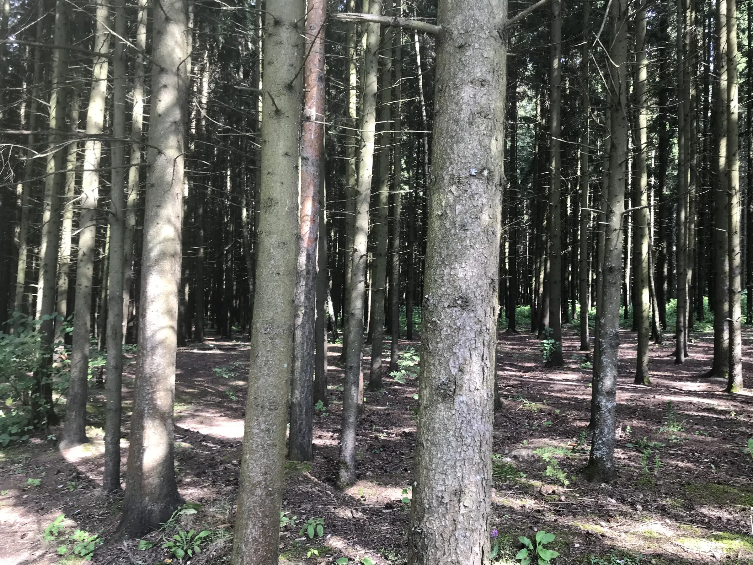 Лесное озеро с берегом, фото 13