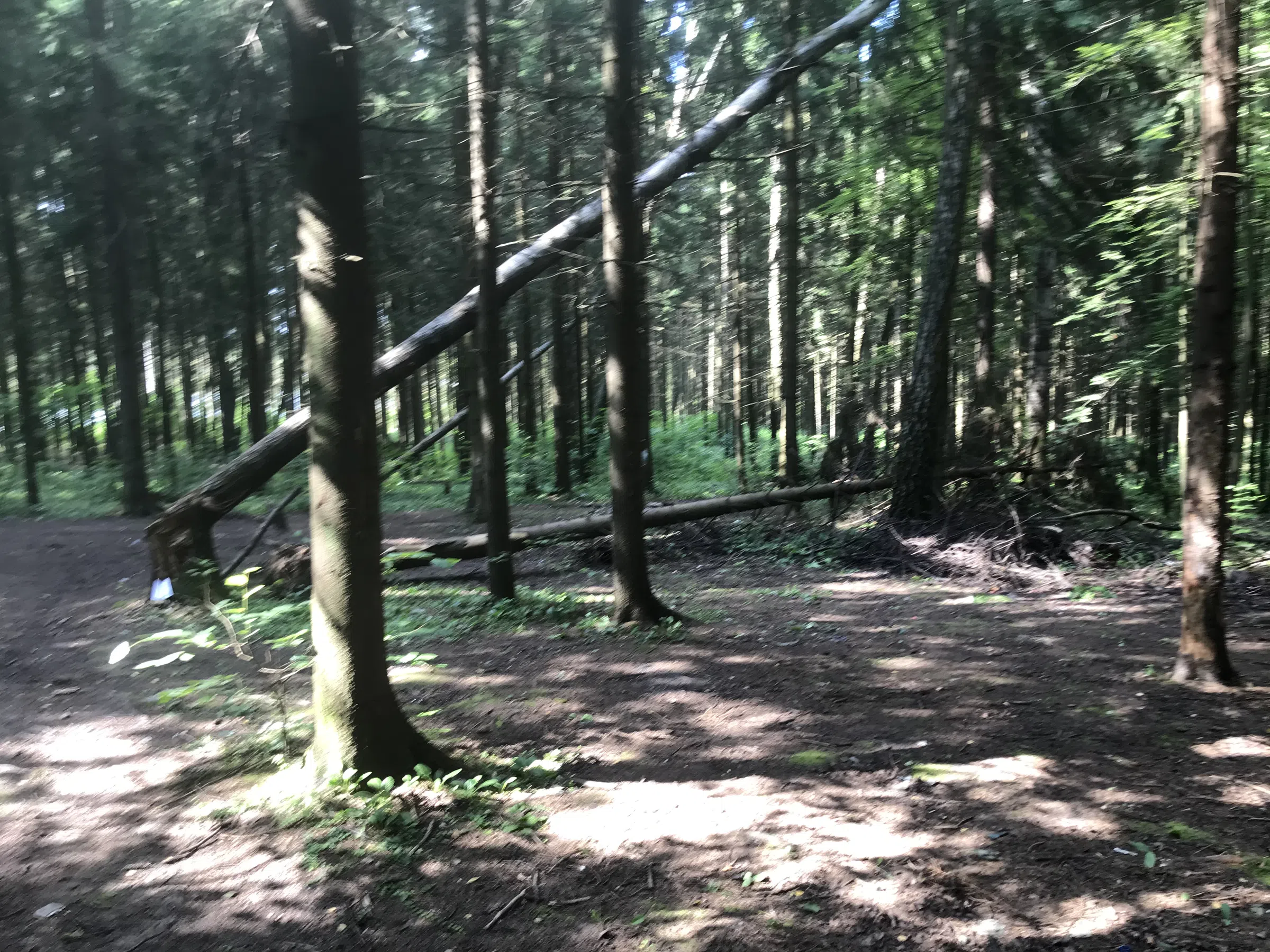 Лесное озеро с берегом, фото 20