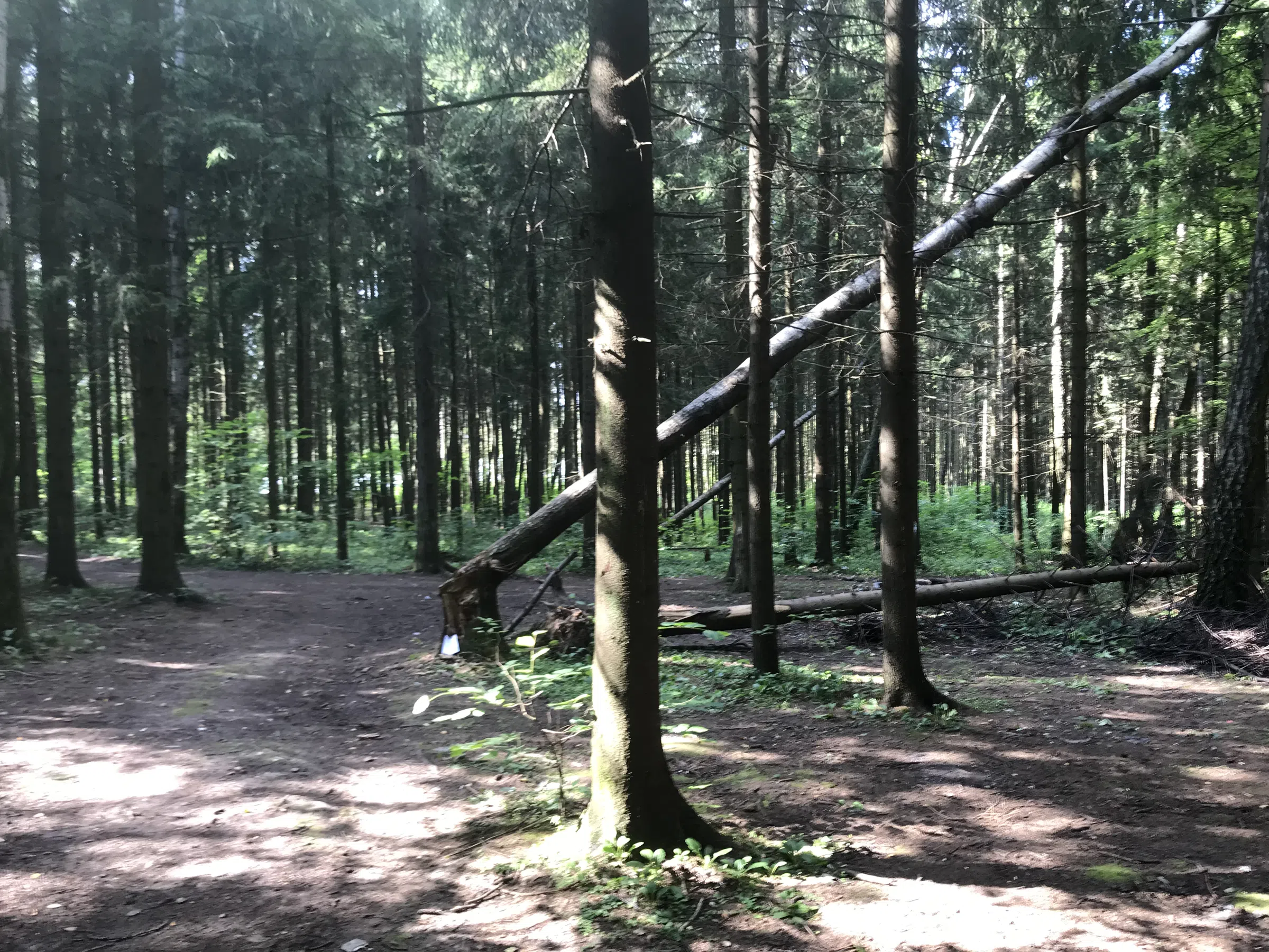Лесное озеро с берегом, фото 21