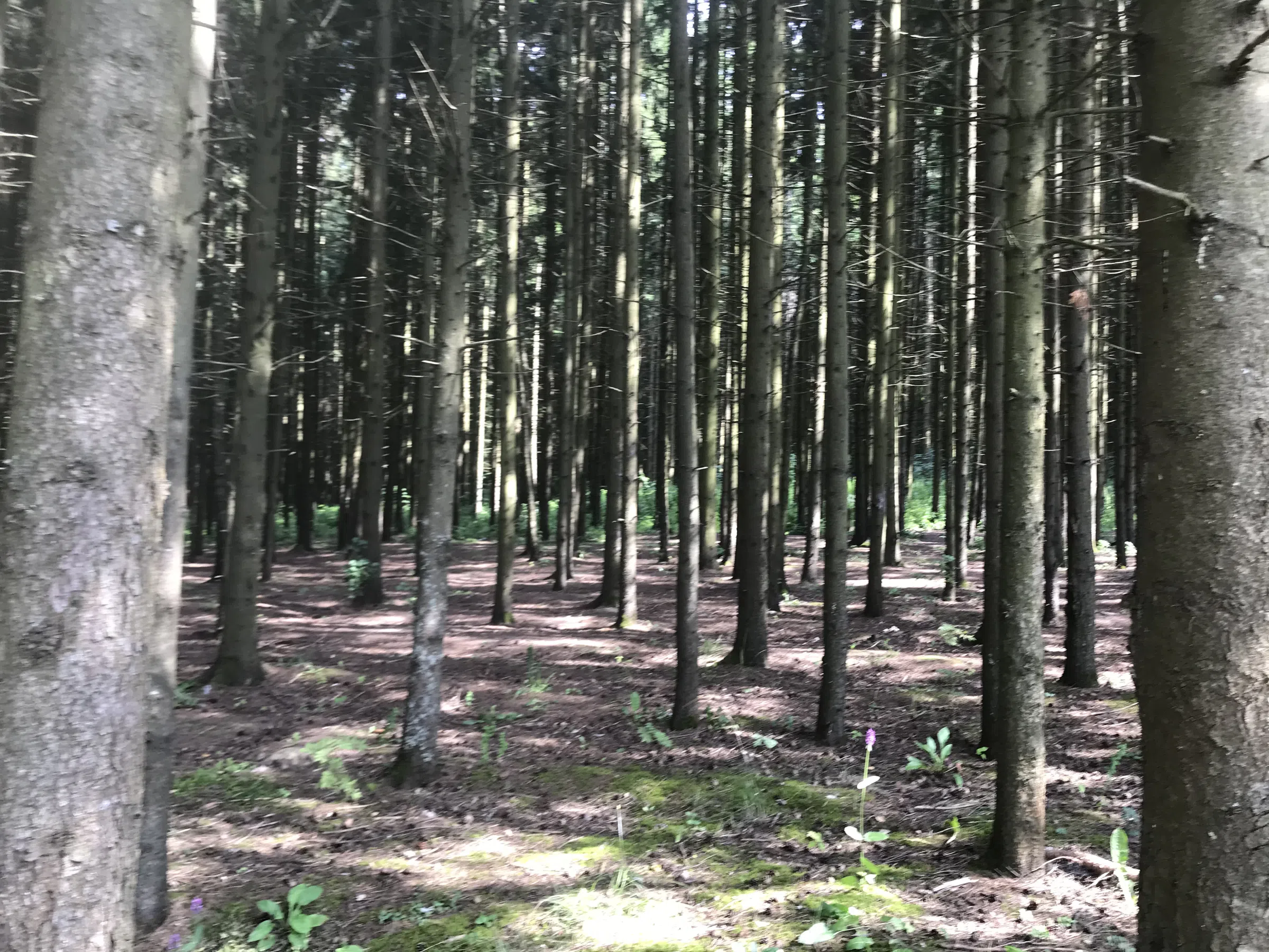 Лесное озеро с берегом, фото 12