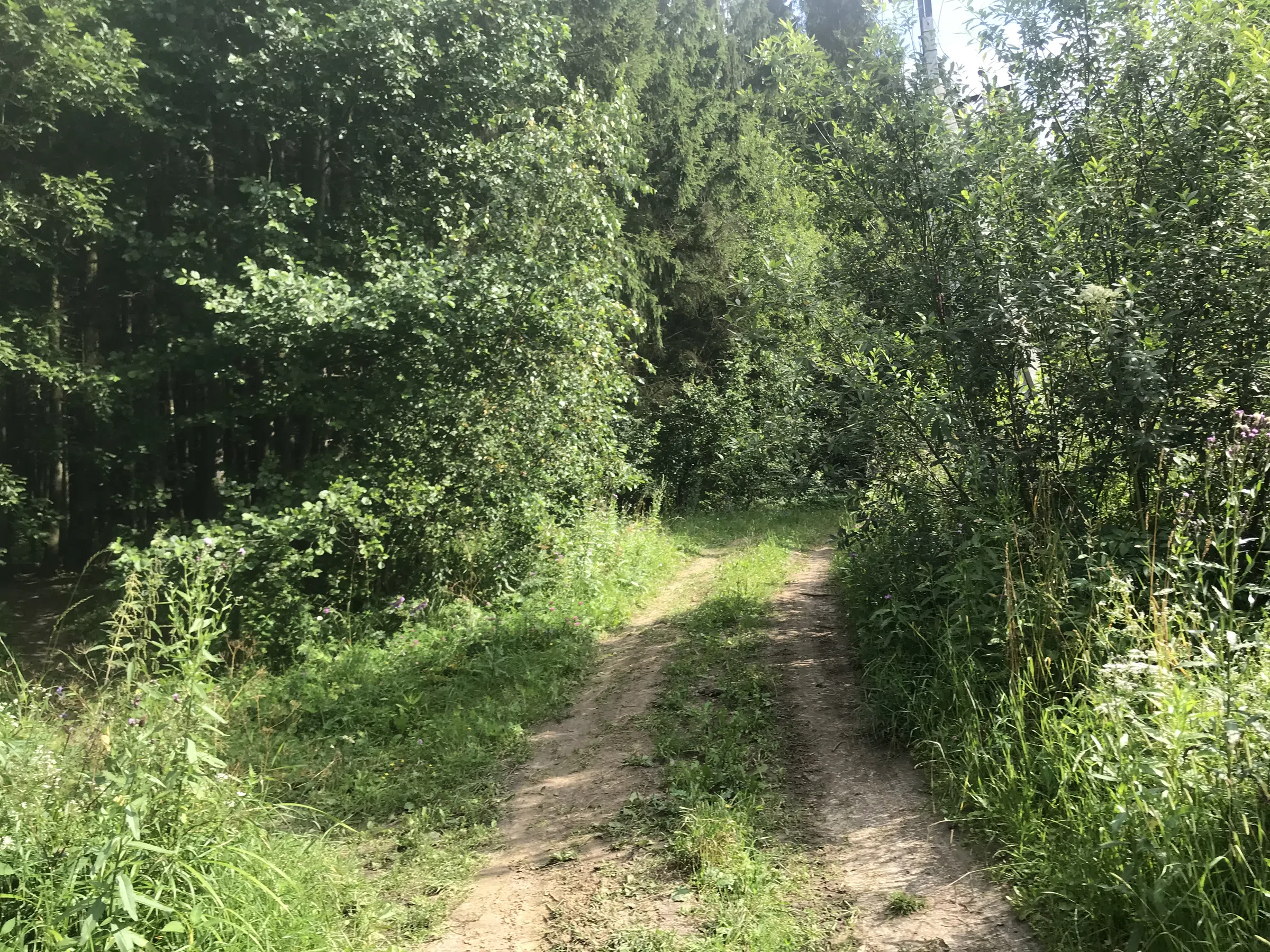Лесное озеро с берегом, фото 9